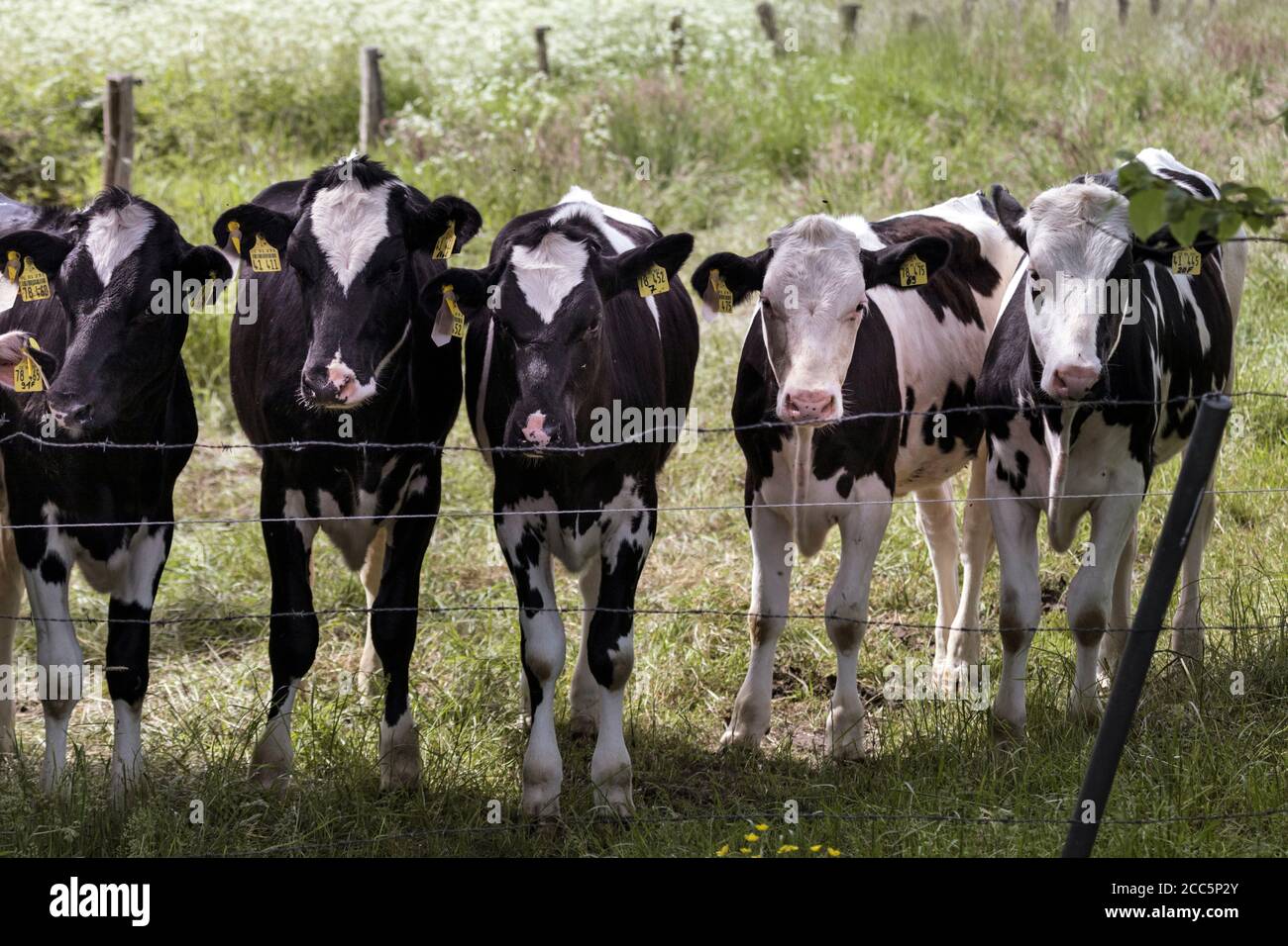 Vaches dans un enclos derrière une clôture Banque D'Images