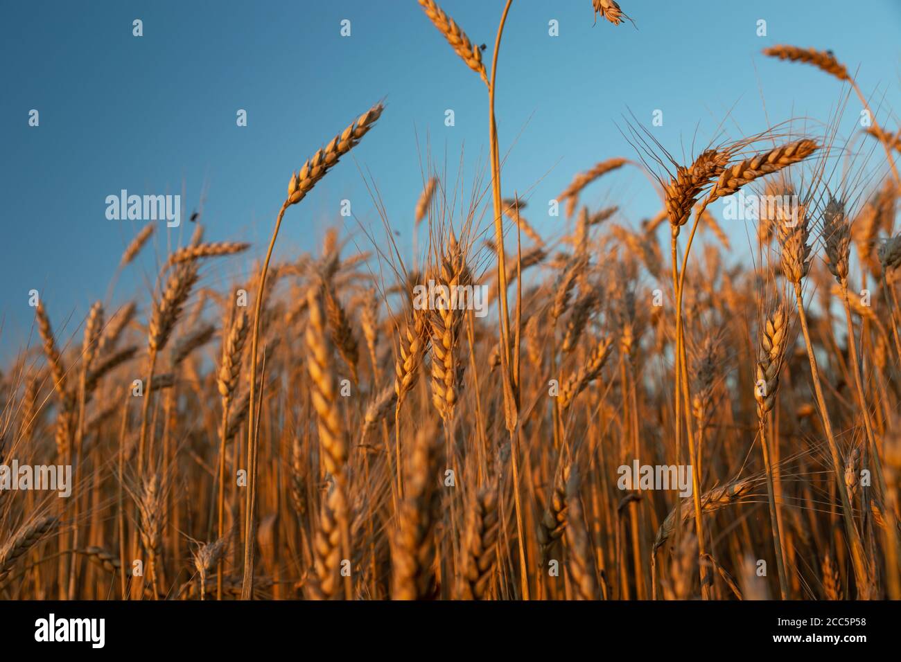 Oreilles triticale éclairées par le soleil du soir Banque D'Images