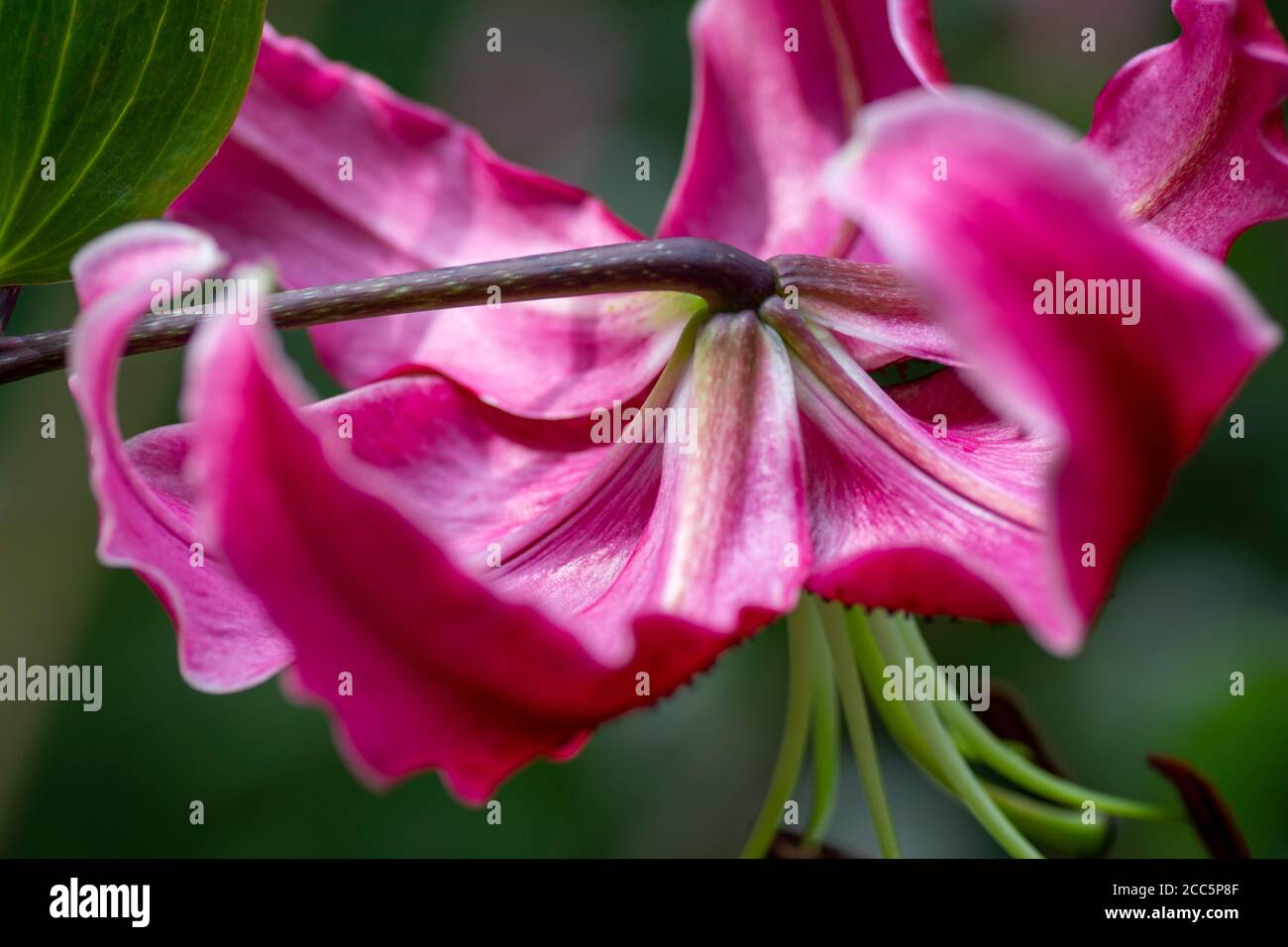 Une fleur de nénuphars rose en pleine fleur Banque D'Images