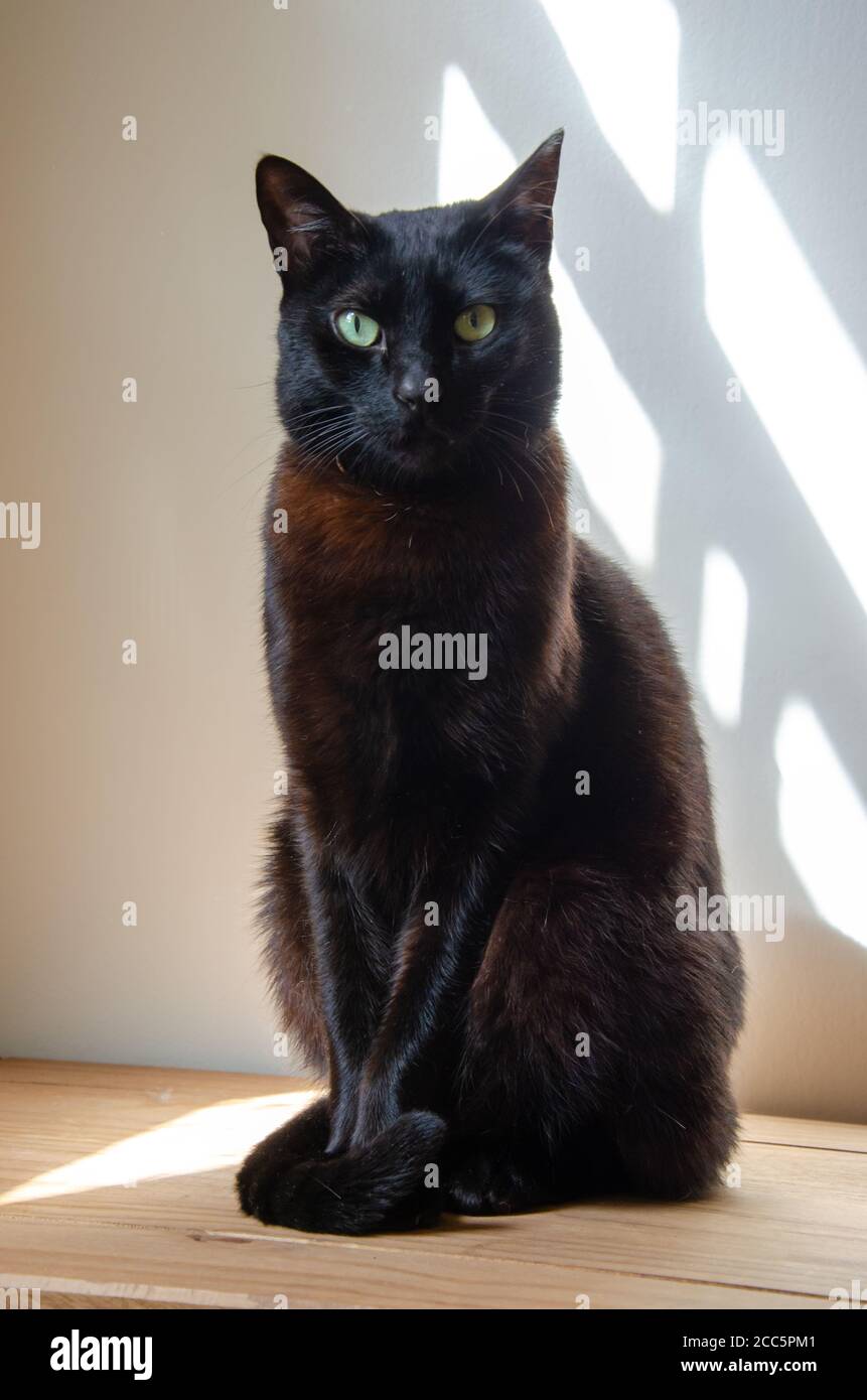 portrait du corps entier d'un chat noir assis sur table en bois Banque D'Images