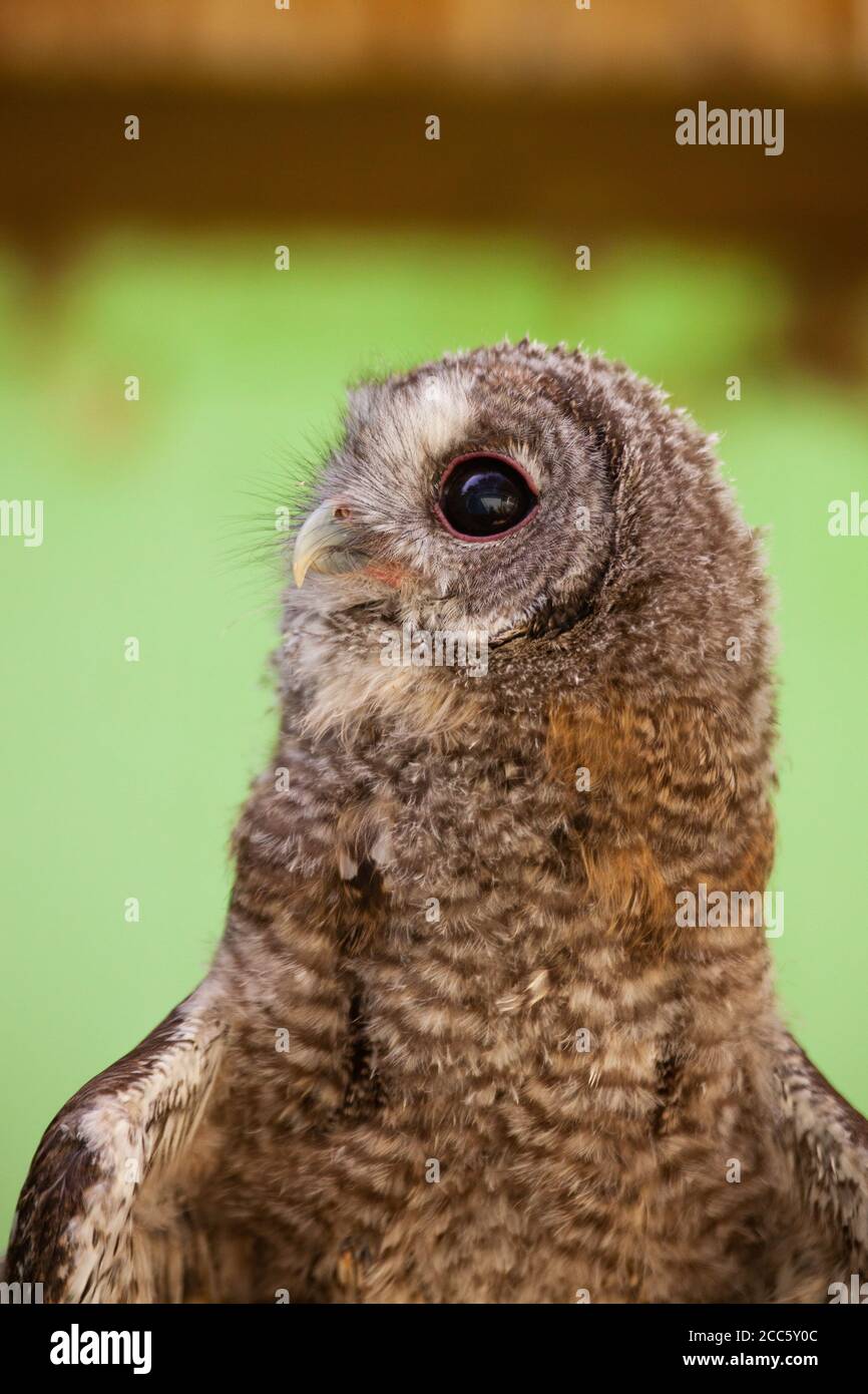 Tawny Owl ou Brown Owl (Strix aluco) photographié en Israël Banque D'Images
