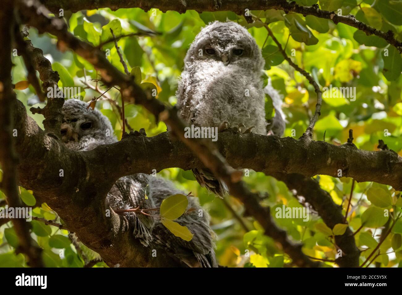 Tawny Owl ou Brown Owl (Strix aluco) photographié en Israël Banque D'Images
