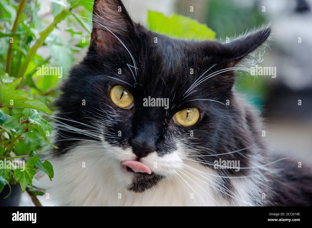 Langue Blanche Banque D Image Et Photos Alamy