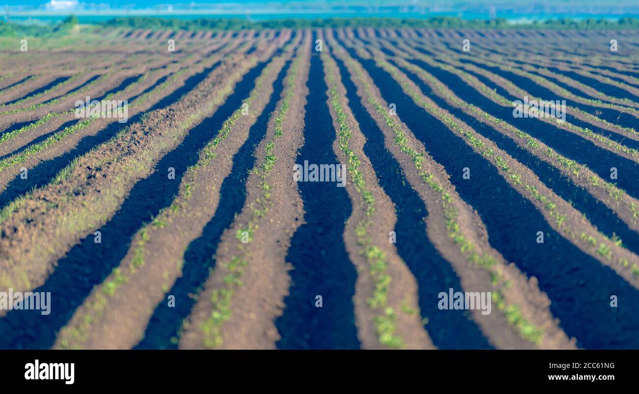 Israël, haute Galilée, vallée de la Hula, agriculture, champs et cultures Banque D'Images