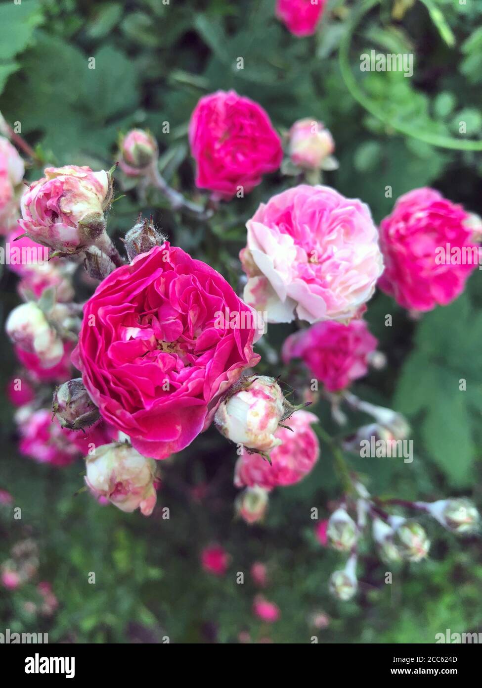 Boutons de roses sauvages non ouverts et dépliés, vue rapprochée. Fleur rose chaude dans un Bush. Floraison de plantes d'été. Photo mobile Banque D'Images