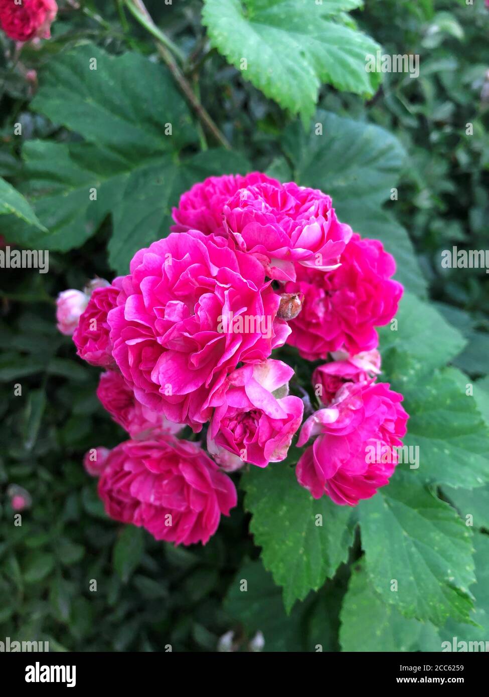 Les fleurs roses fleurissent dans un Bush - boutons de roses dépliés en gros plan. Floraison de plantes d'été. Photo mobile Banque D'Images