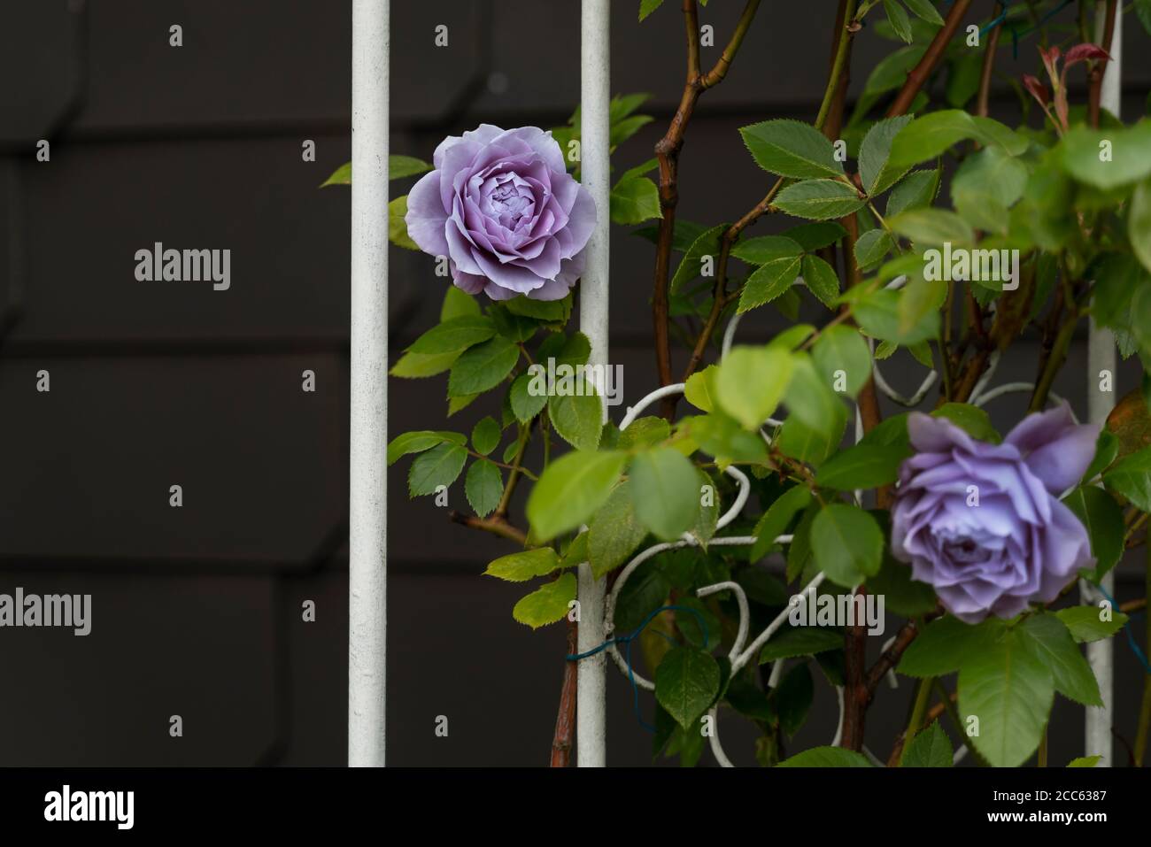 un pavillon en métal nostalgique est surcultivé avec des roses bleues. en arrière-plan, il est en ardoise noire. l'été en allemagne. Banque D'Images