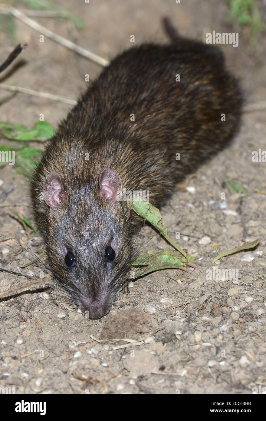 rat brun Banque D'Images