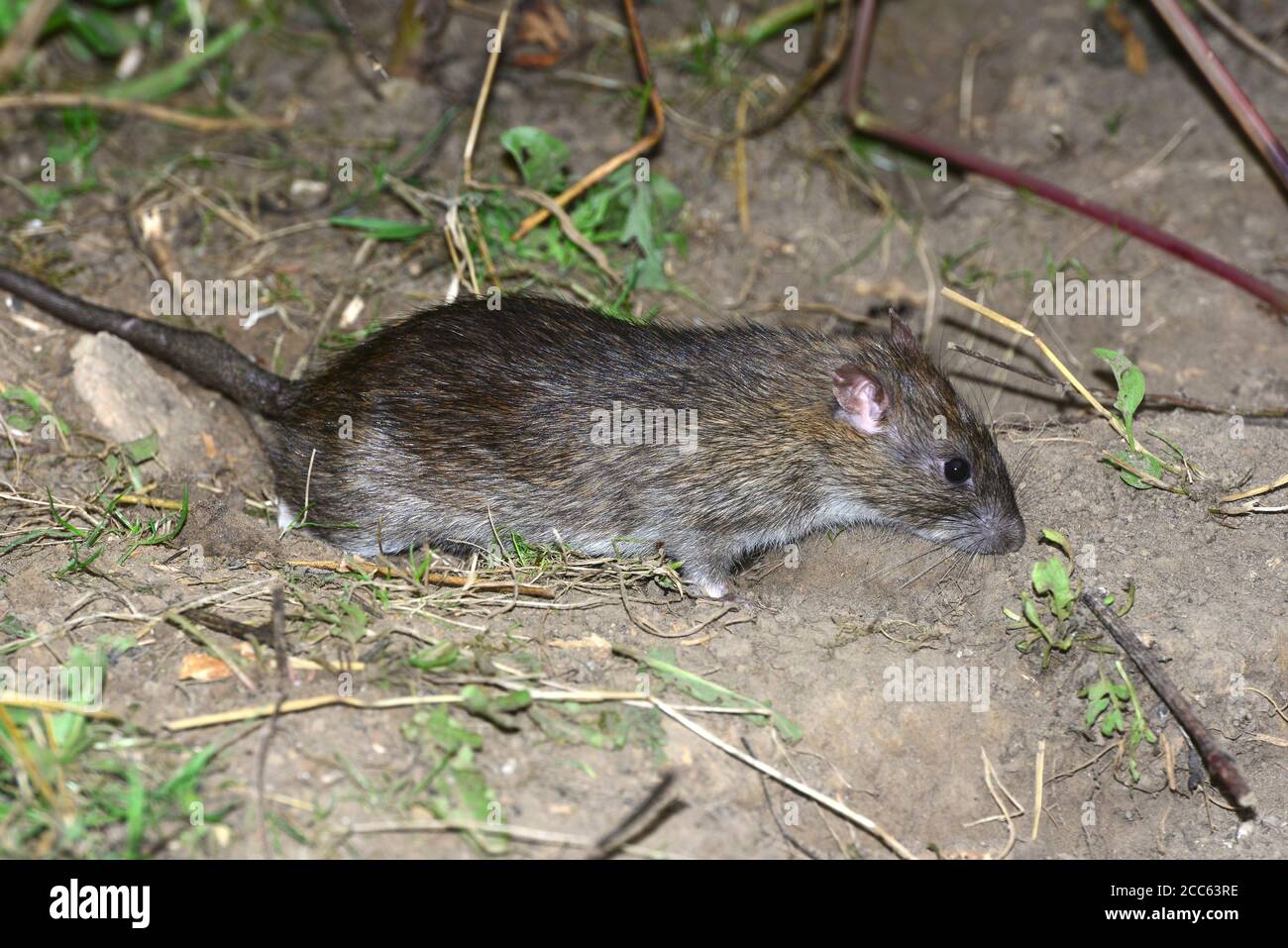 rat brun Banque D'Images