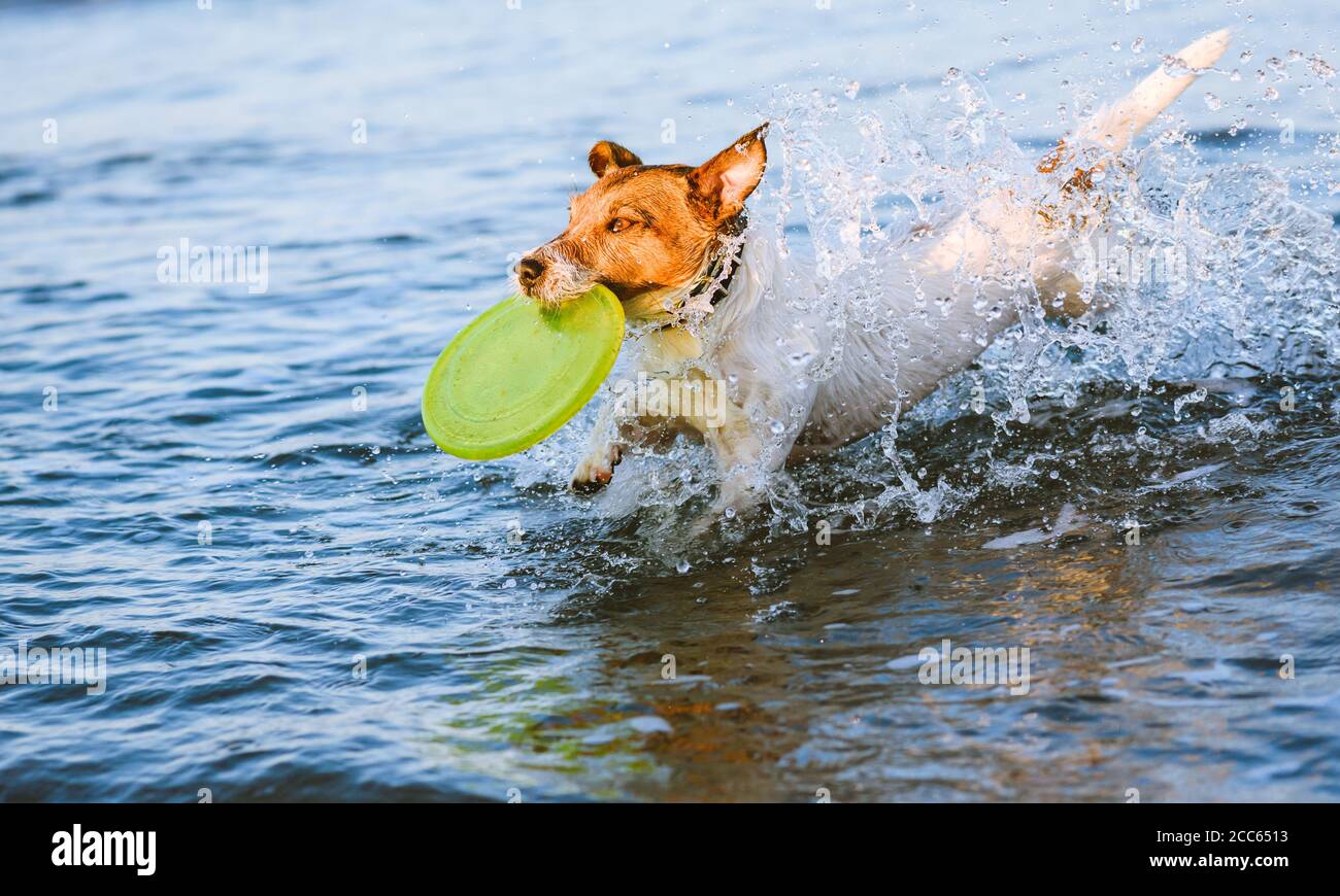 Disque volant pour chien domestique à la plage pour chiens soirée d'été Banque D'Images