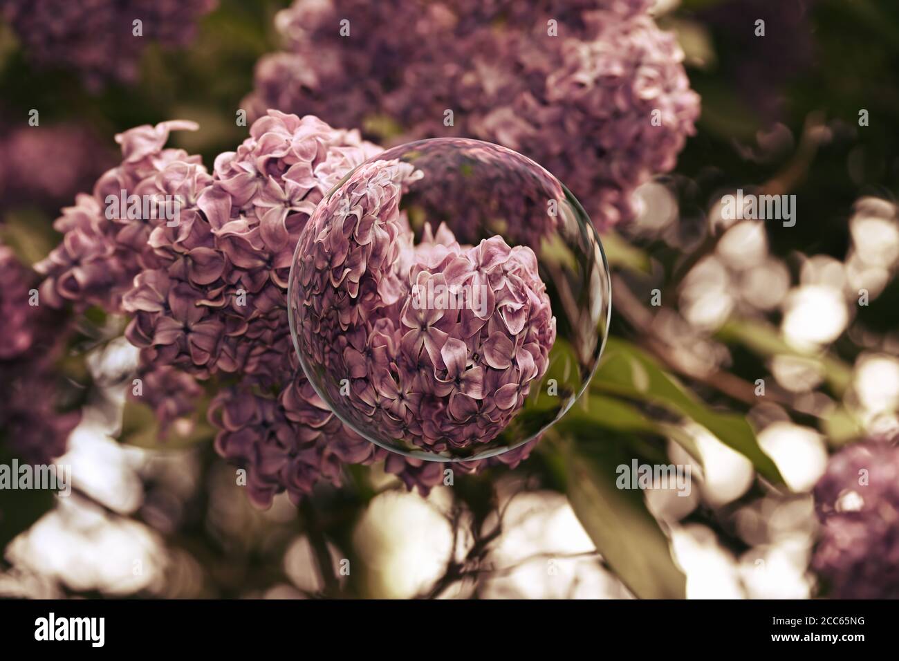 Lilas, fleur de syringa en gros plan. Boule de cristal créative avec effet 3D. Banque D'Images
