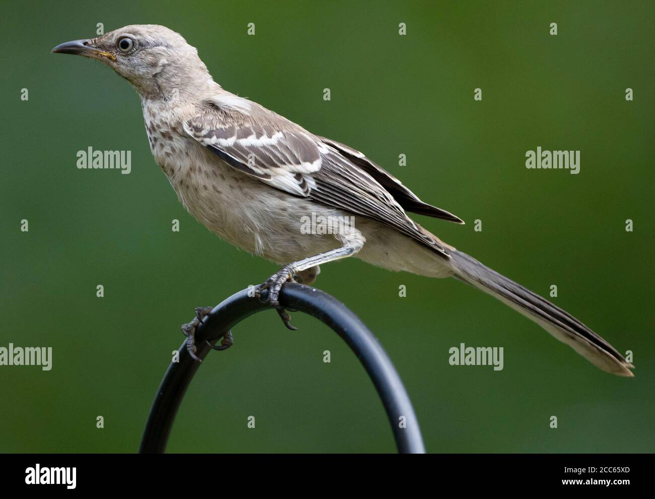 Oiseau haut sur une perche. Banque D'Images