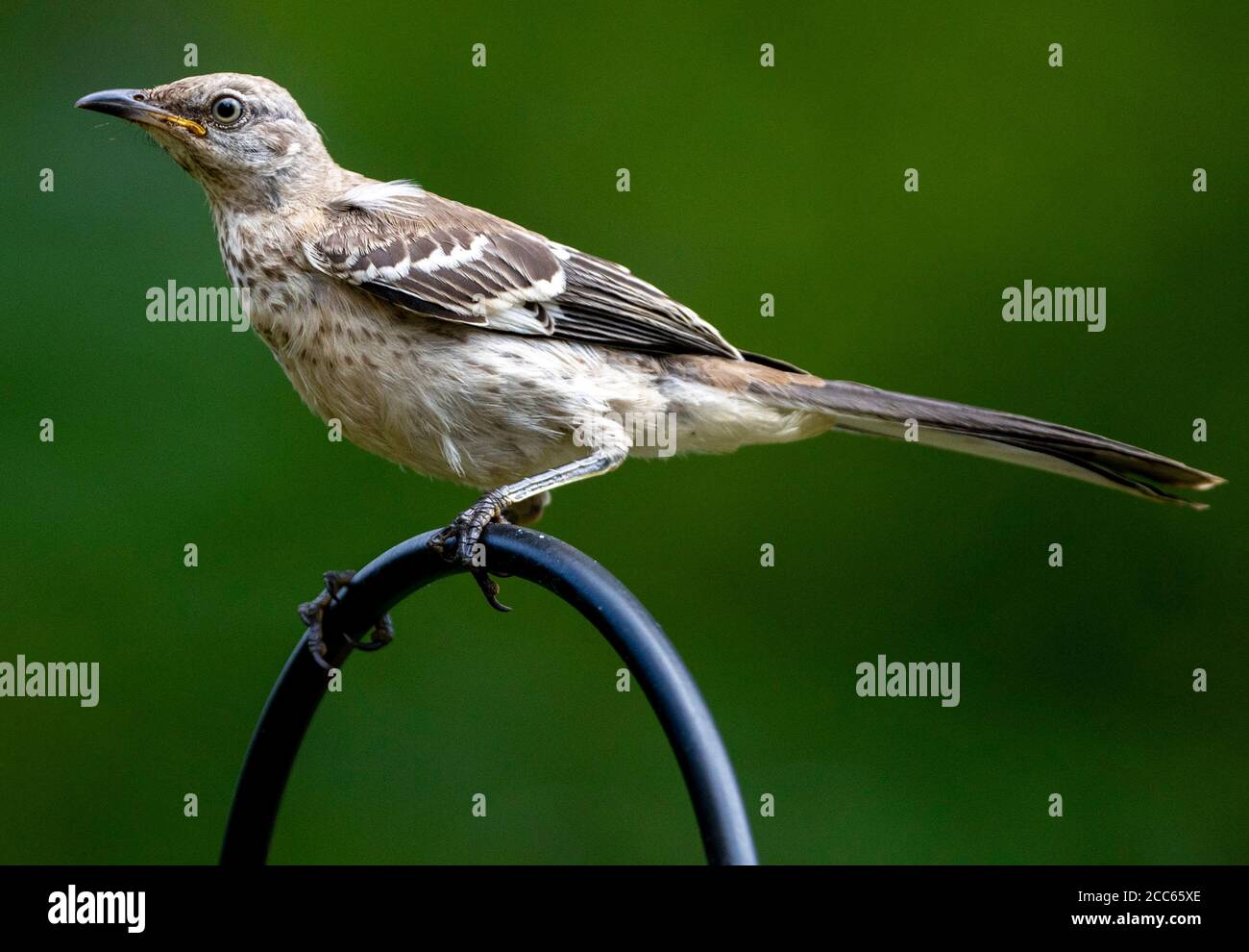 Oiseau sur une perche courbée haute. Banque D'Images