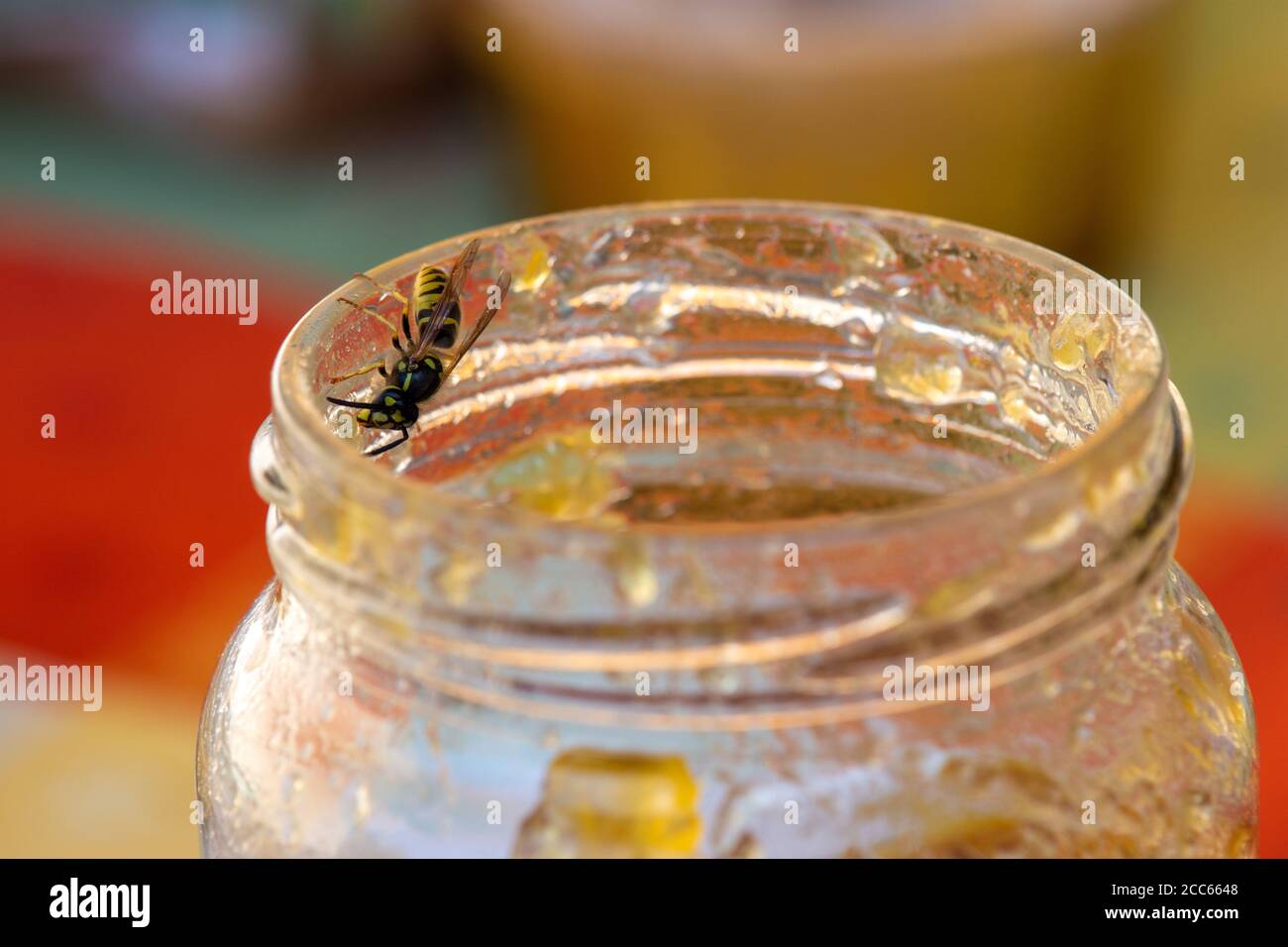 Dangers de l'été: Guêpe attirée au sucre explorant le bord d'un pot ouvert de confiture. Arrière-plan coloré Banque D'Images