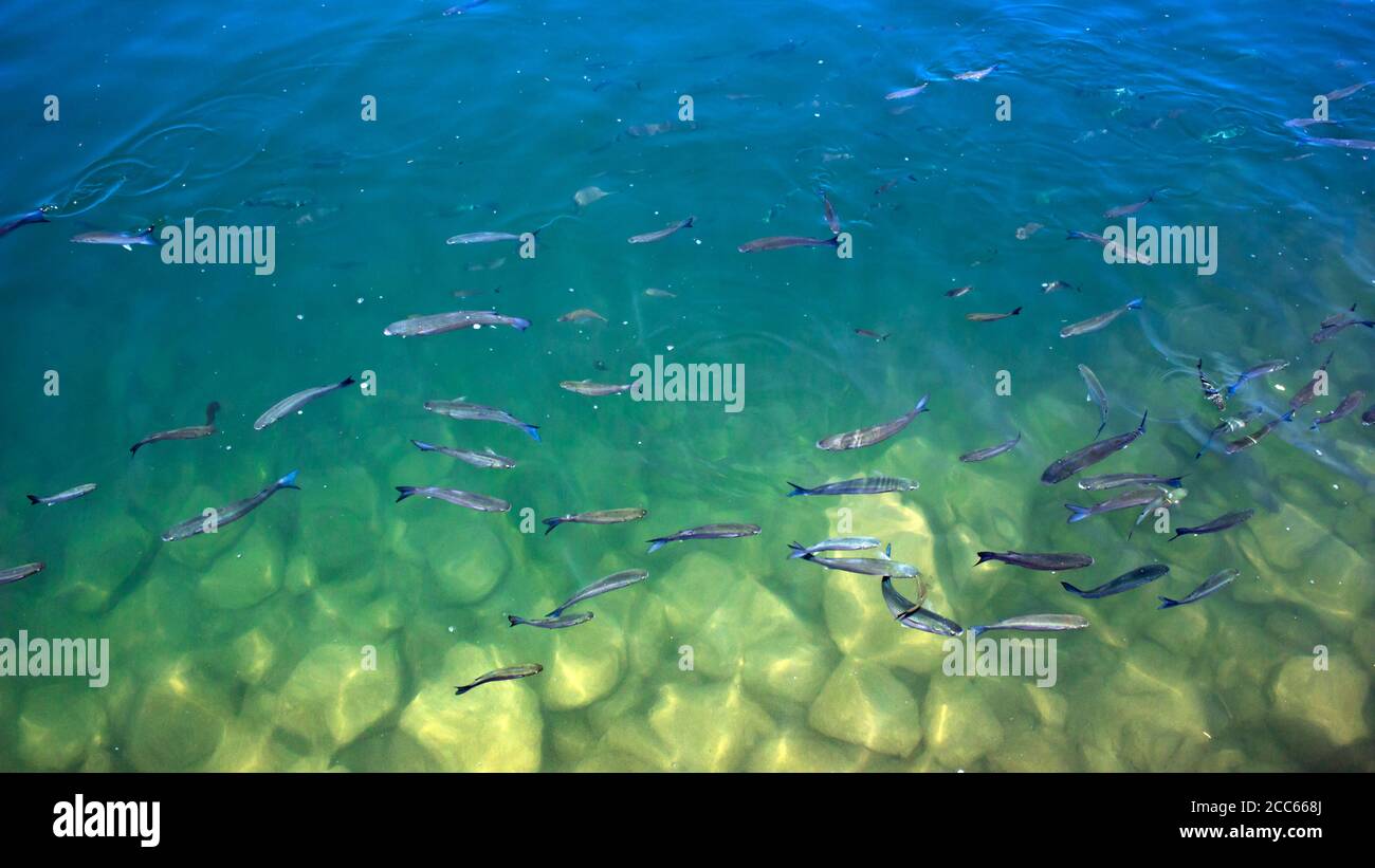 Au-dessus de l'image de plan d'eau d'une école de poissons-mulet dans des eaux vertes saumâtres peu profondes. Banque D'Images