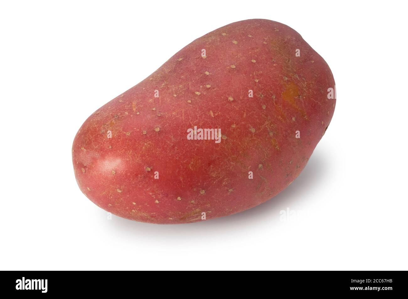 Photo en studio d'une seule pomme de terre rouge coupée contre Un fond blanc - John Gollop Banque D'Images