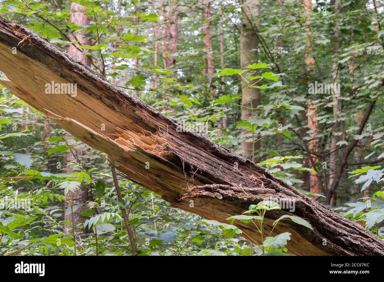 vieux chêne tombé dans la forêt Banque D'Images