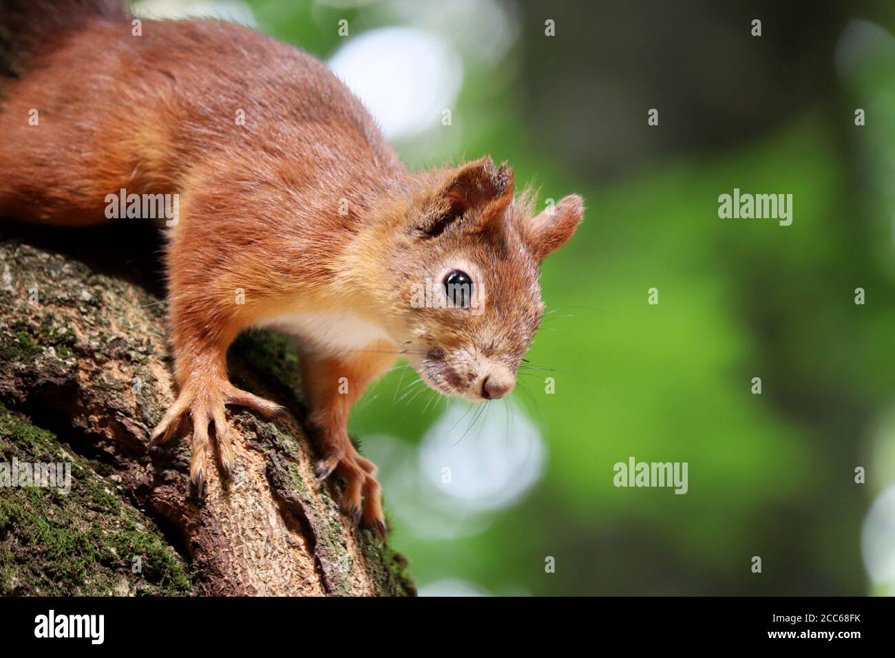 Portrait d'écureuil roux sur un tronc d'arbre dans un parc vert Banque D'Images