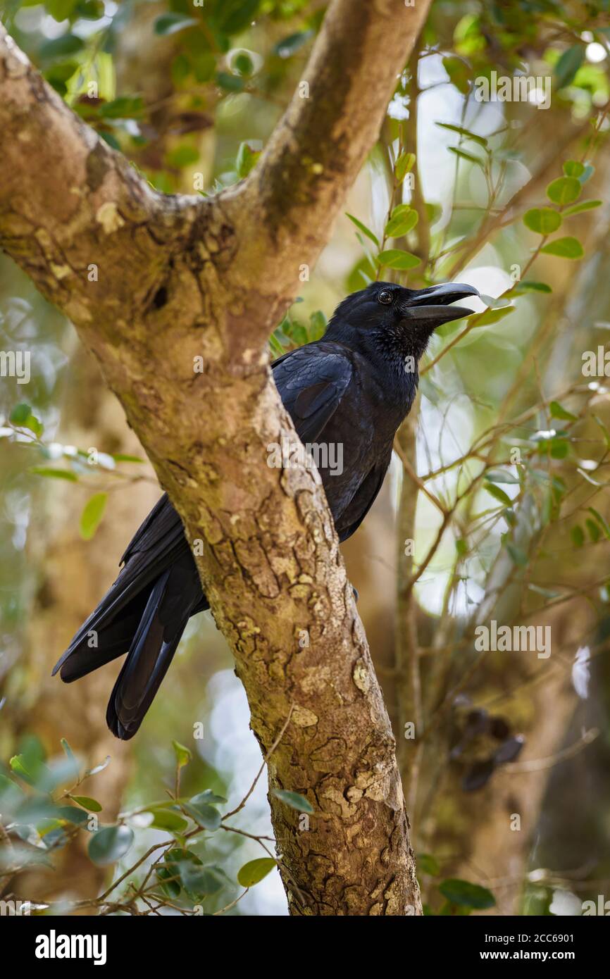 Corbeau à gros bec - Corvus macrorhynchos, gros corbeau noir provenant de forêts et de terres boisées asiatiques, Sri Lanka. Banque D'Images