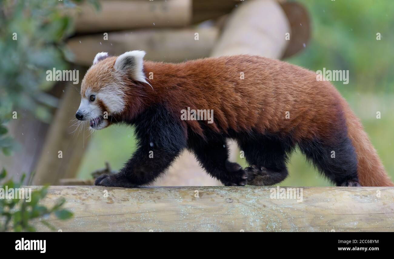 Panda rouge marchant le long d'une bûche Banque D'Images