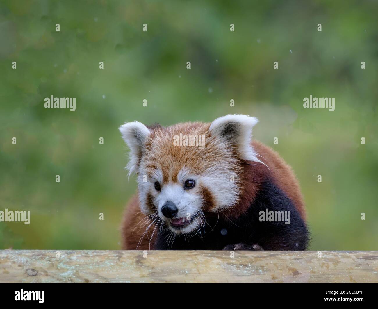 Portrait de Panda rouge Banque D'Images