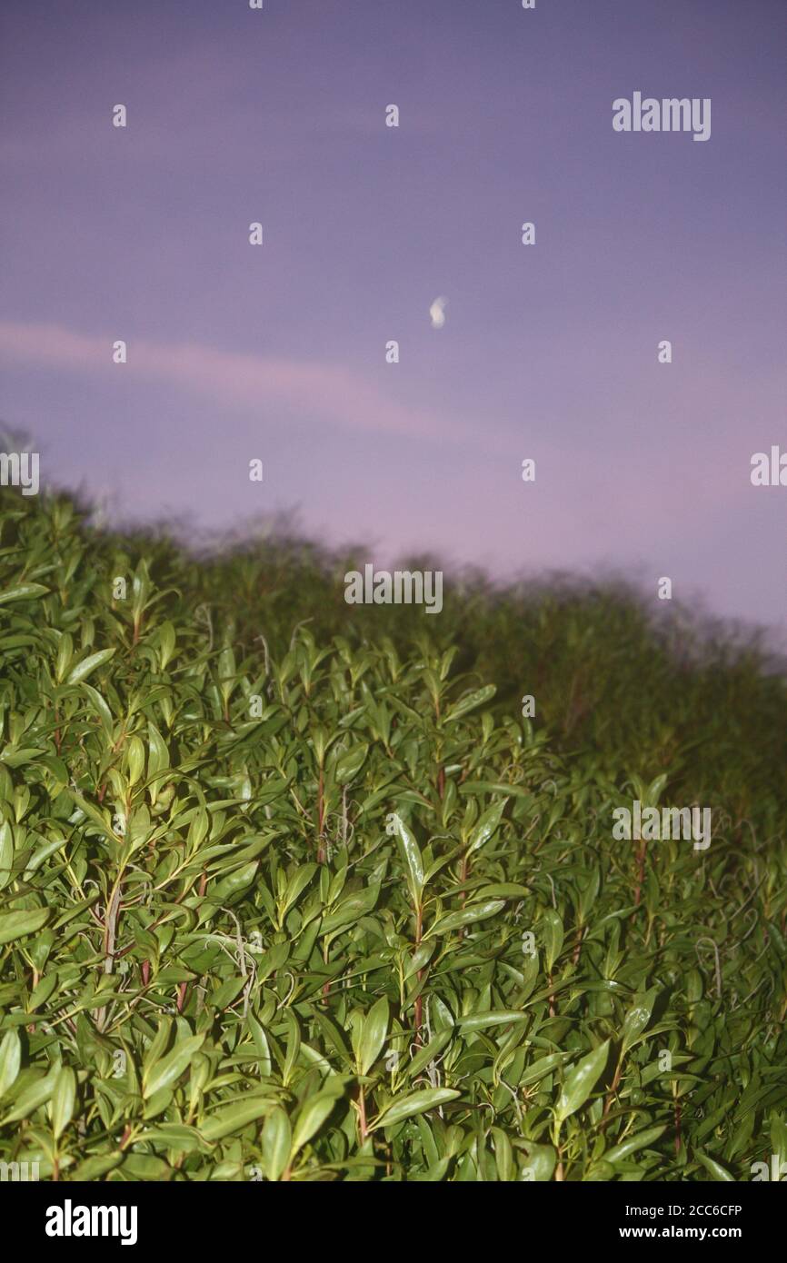 Lune et plantes de plage Banque D'Images