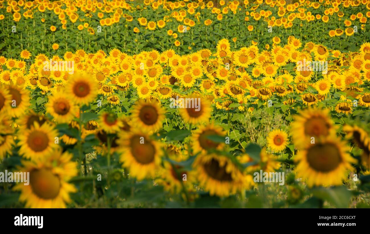 Champ de tournesol le matin Banque D'Images