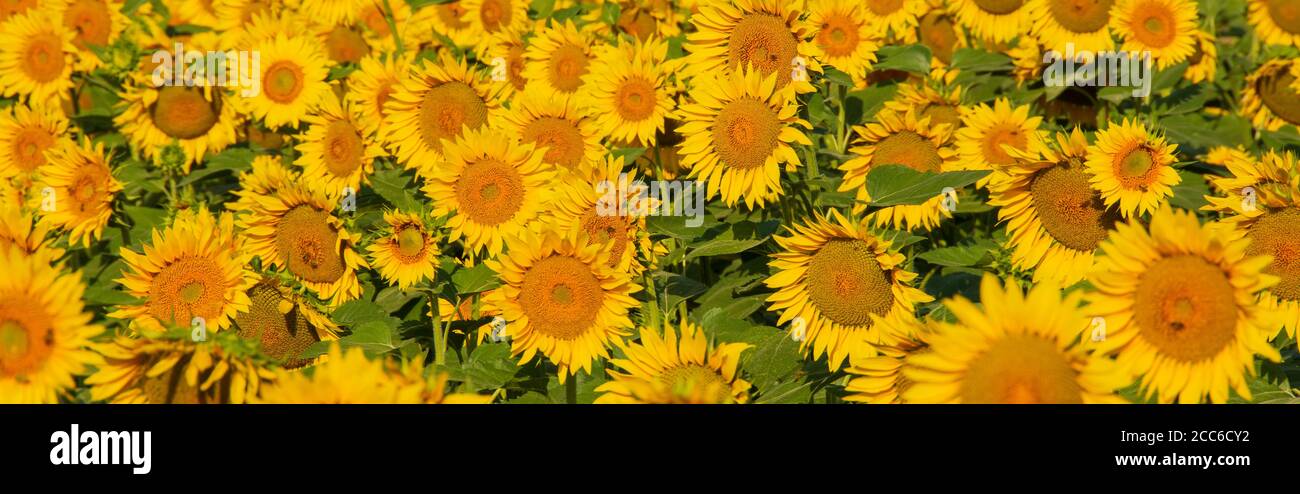 Champ de tournesol le matin Banque D'Images