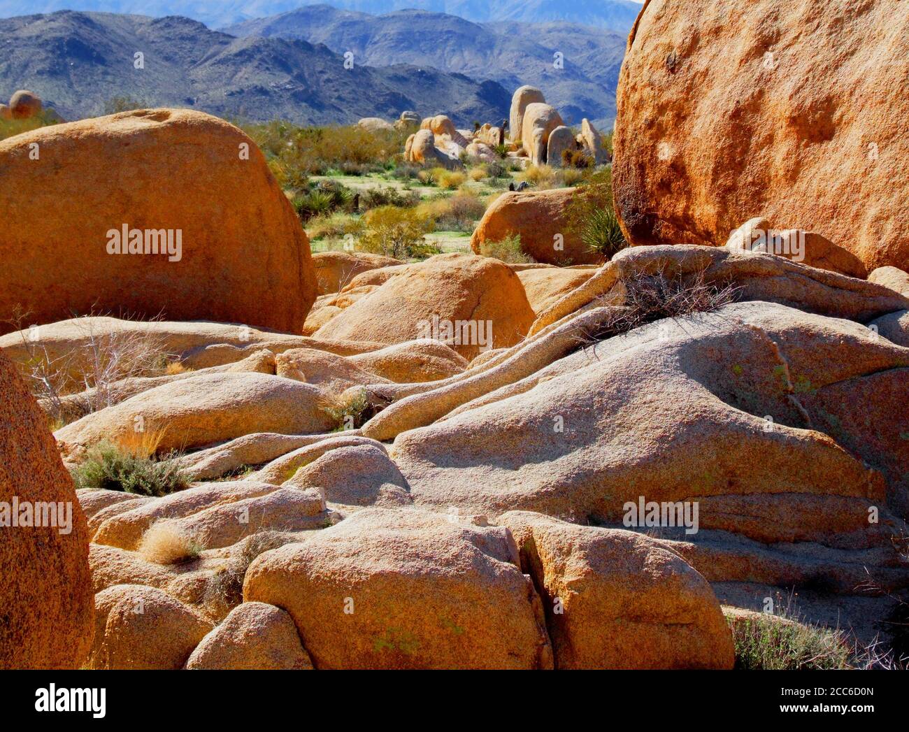 Paysage dans le parc national du désert de Joshua Tree Banque D'Images