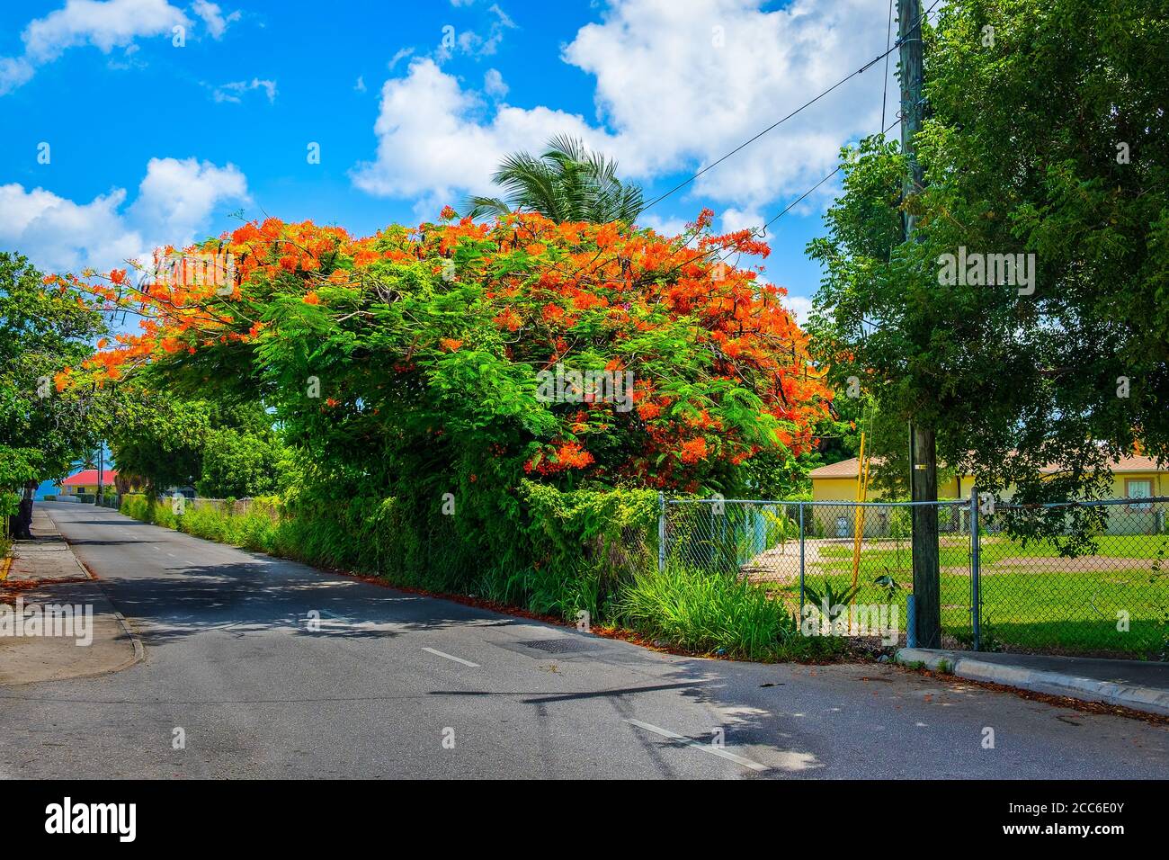 Poinciana arbre en fleur au bord de la route sur une rue de George Town, Grand Cayman Banque D'Images