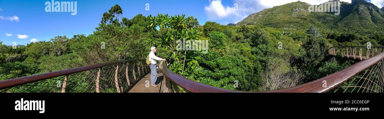 Homme senior sur une passerelle aérienne, Kirstenbosch Botanical Gardens, le Cap, Afrique du Sud Banque D'Images