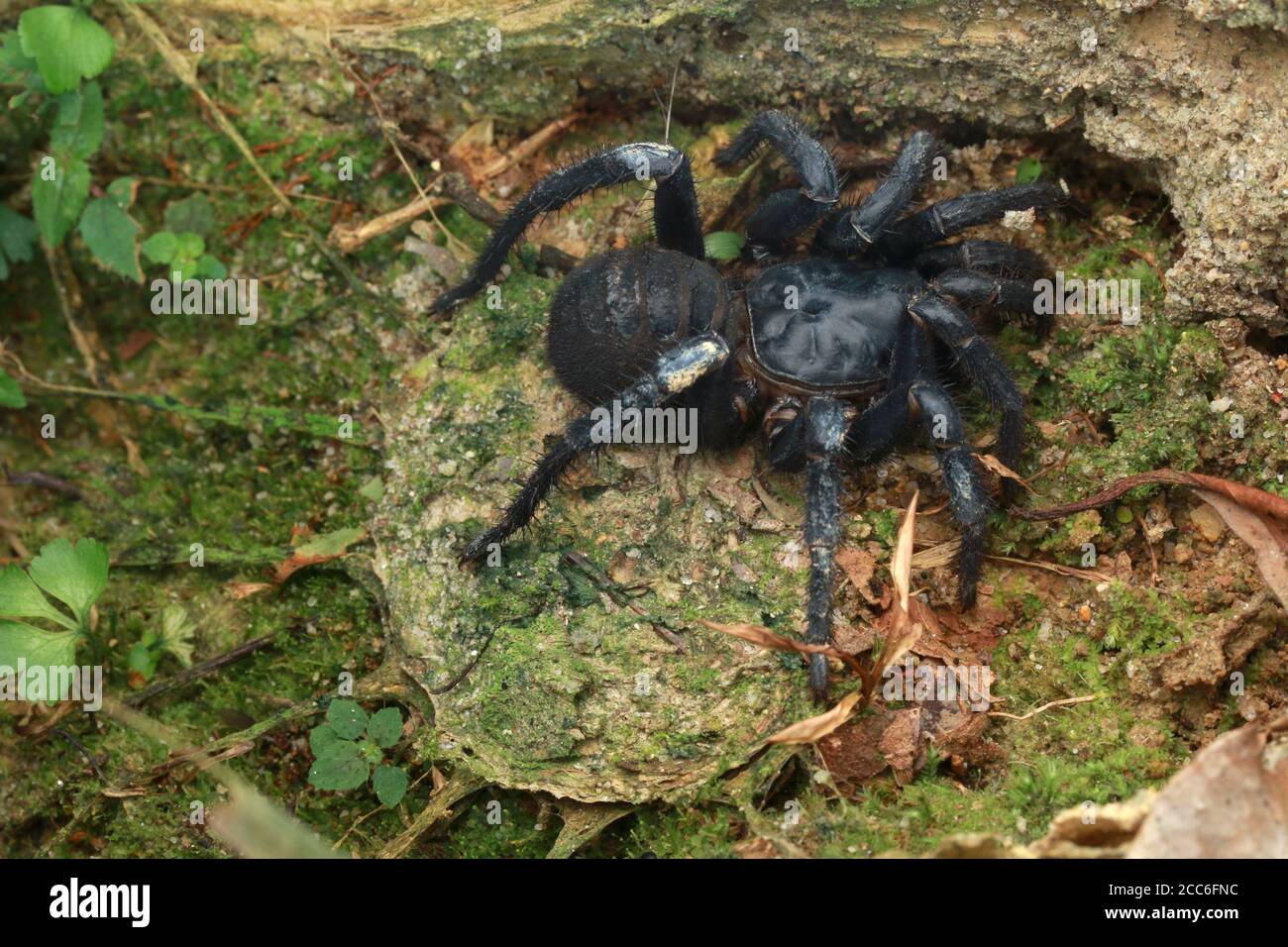 Araignée de trappeur malayan, Liphistius malayanus, près de son terrier ou de son trapdoor Banque D'Images