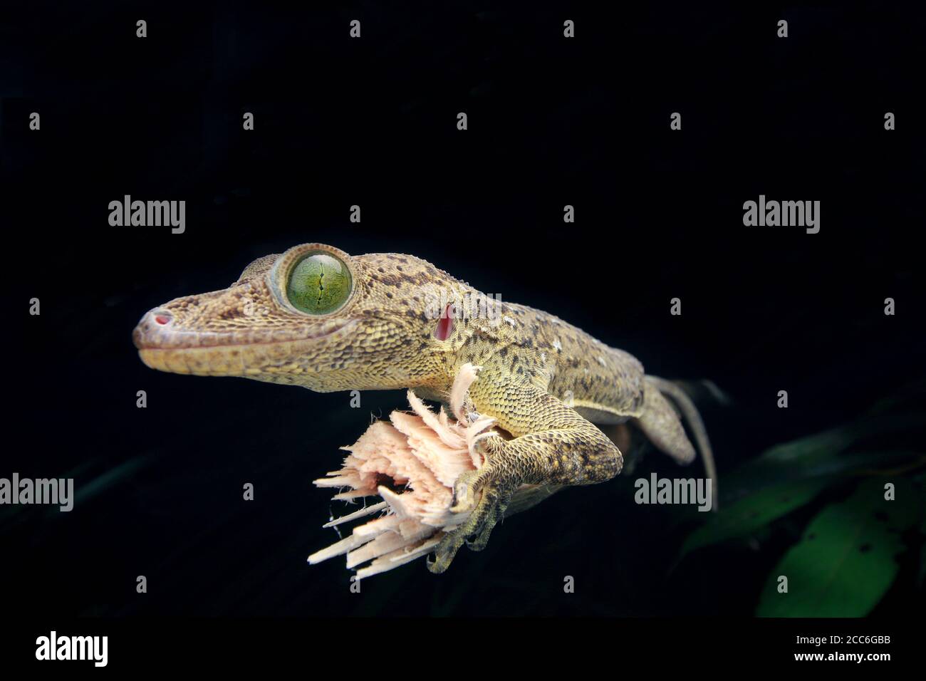 Gecko aux yeux verts, Gekko smithii, Banque D'Images