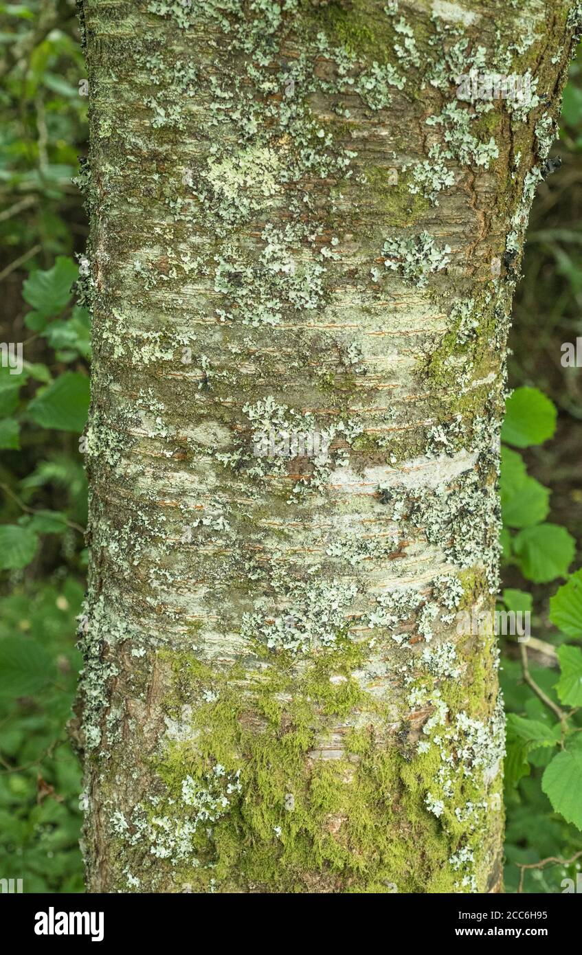 Tronc d'arbre et écorce de type non identifié de cerisier / Cerasus poussant dans une petite zone 'planté' avec des arbres - pourrait être domestique. Largeur 9 ou 10 pouces. Banque D'Images