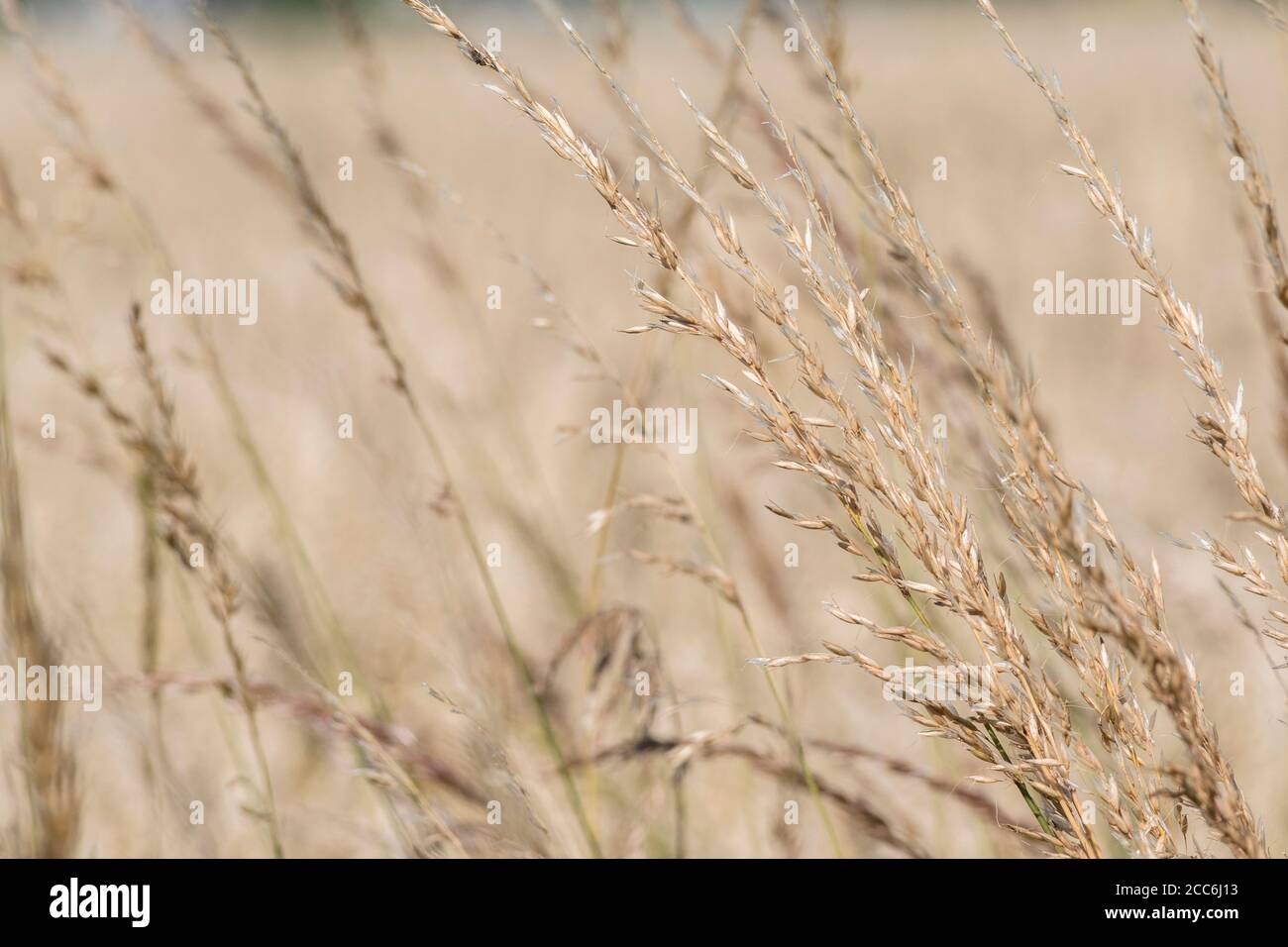 Plusieurs tiges d'herbe sauvage éclairées au soleil se sont fixées sur fond de récolte de blé en pleine croissance. Graminées sauvages en croissance, têtes d'herbe isolées. Banque D'Images