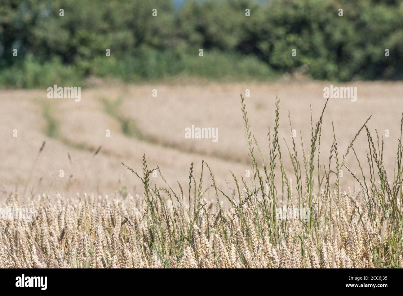 Plusieurs tiges d'herbe sauvage baignées de soleil, sur fond de blé en pleine croissance et de toile de fond de hedgerow. Graminées sauvages en croissance, têtes d'herbe isolées. Banque D'Images