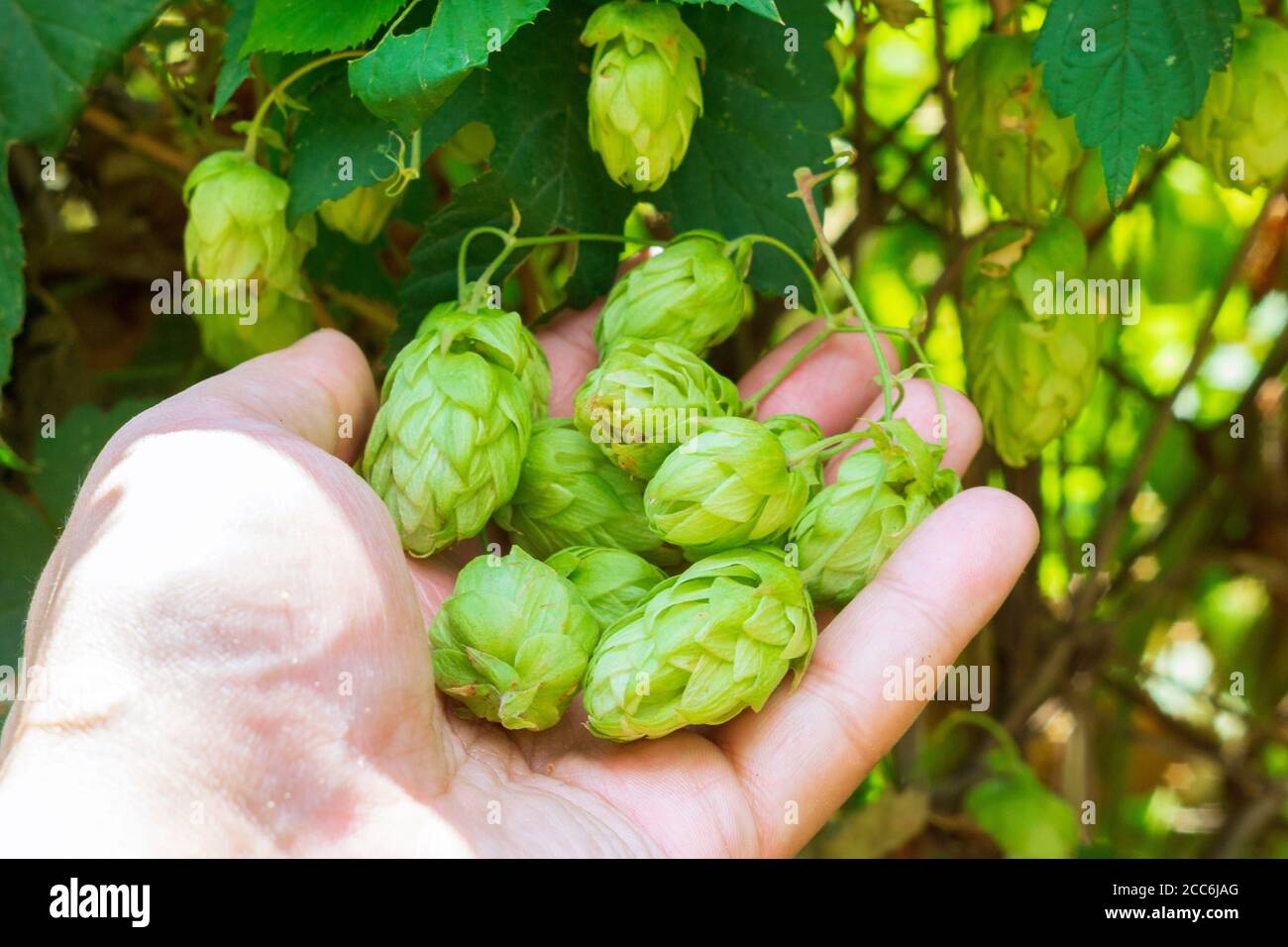 houblon dans la main de fermier. utilisé pour la bière de brassage. culture de houblon Banque D'Images