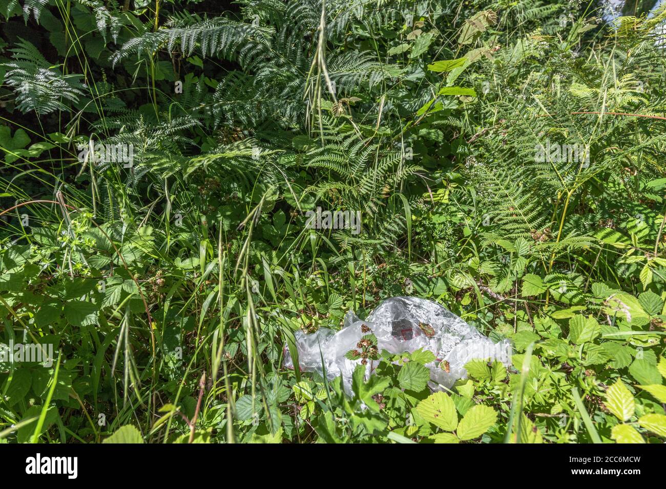 Feuille de plastique d'emballage transparent mise au rebut dans les zones rurales de hedgerow. Métaphore pollution plastique, pollution environnementale, guerre contre les déchets plastiques, déchets plastiques Banque D'Images