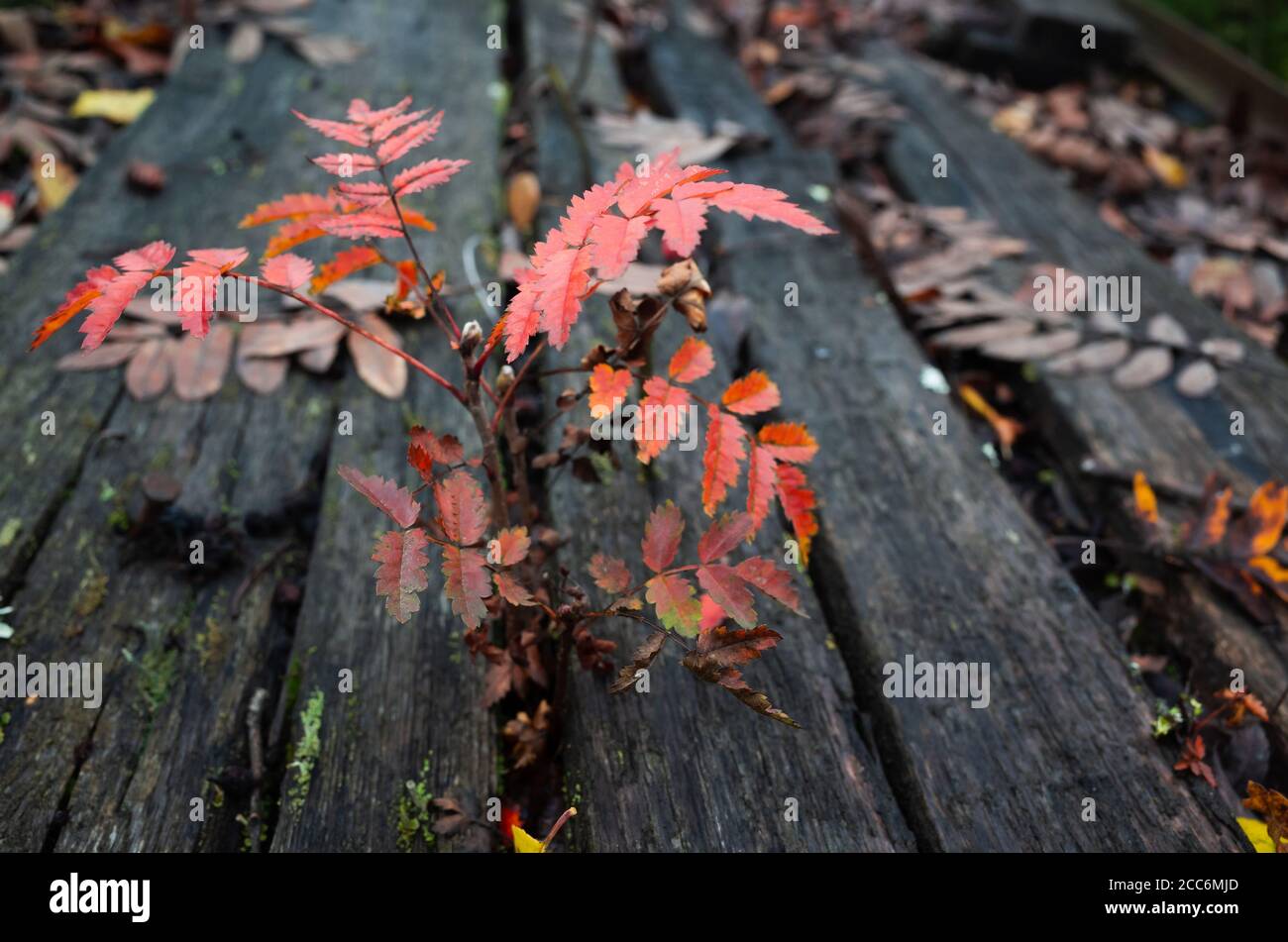 Petit arbre rowan pousse à travers le parquet sombre, gros plan de l'automne photo avec une mise au point sélective douce Banque D'Images