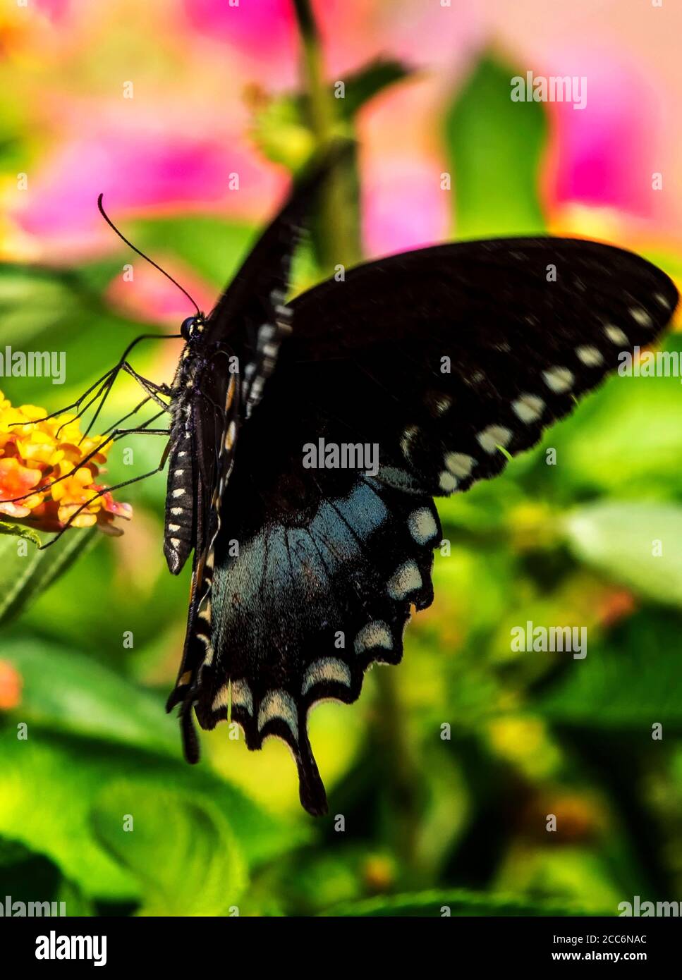 Papillon avec de grandes ailes sombres. Banque D'Images