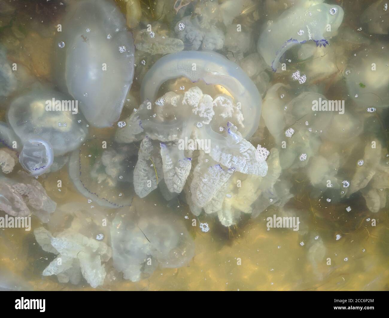 beaucoup de méduses dans l'eau de mer au bord de la mer Banque D'Images