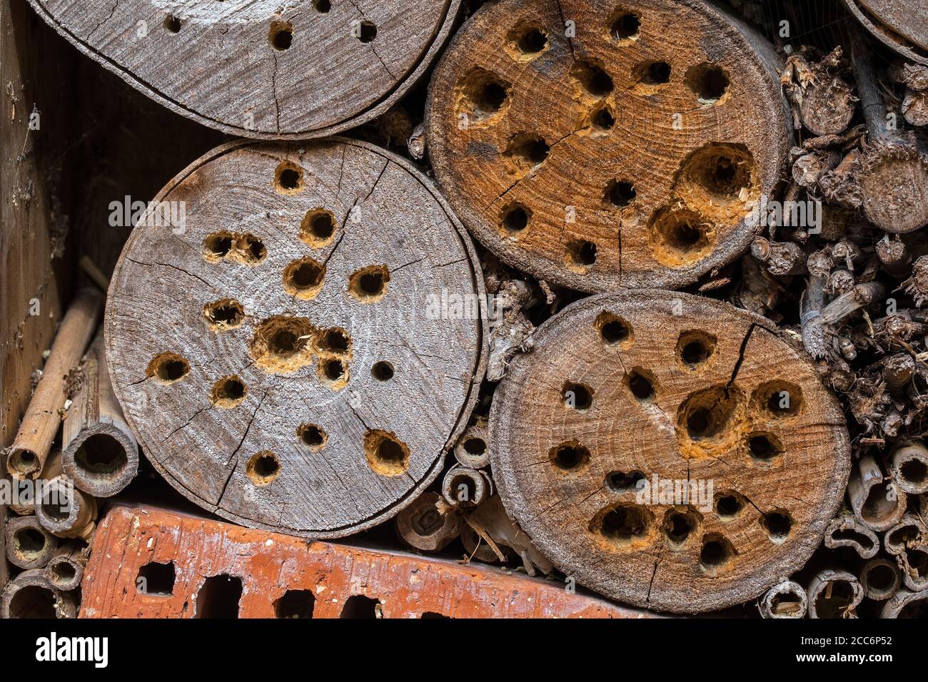 Hôtel d'insectes pour les abeilles solitaires, nichent des trous / cavités dans le bloc de bois endommagé, martelé ouvert et les larves mangées par le grand pic tacheté Banque D'Images