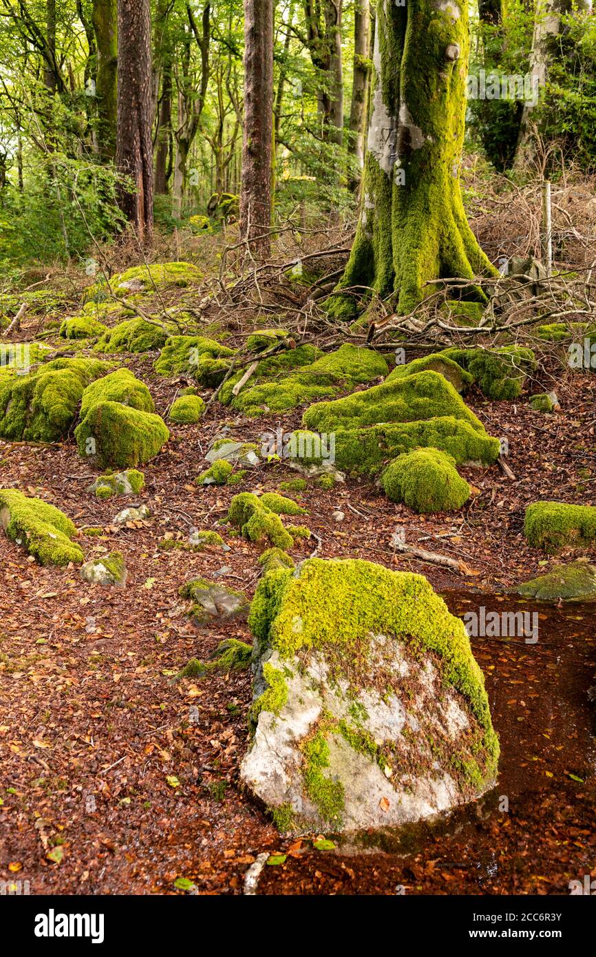 Forêt de Llyn Trawsfynydd, pays de Galles Banque D'Images