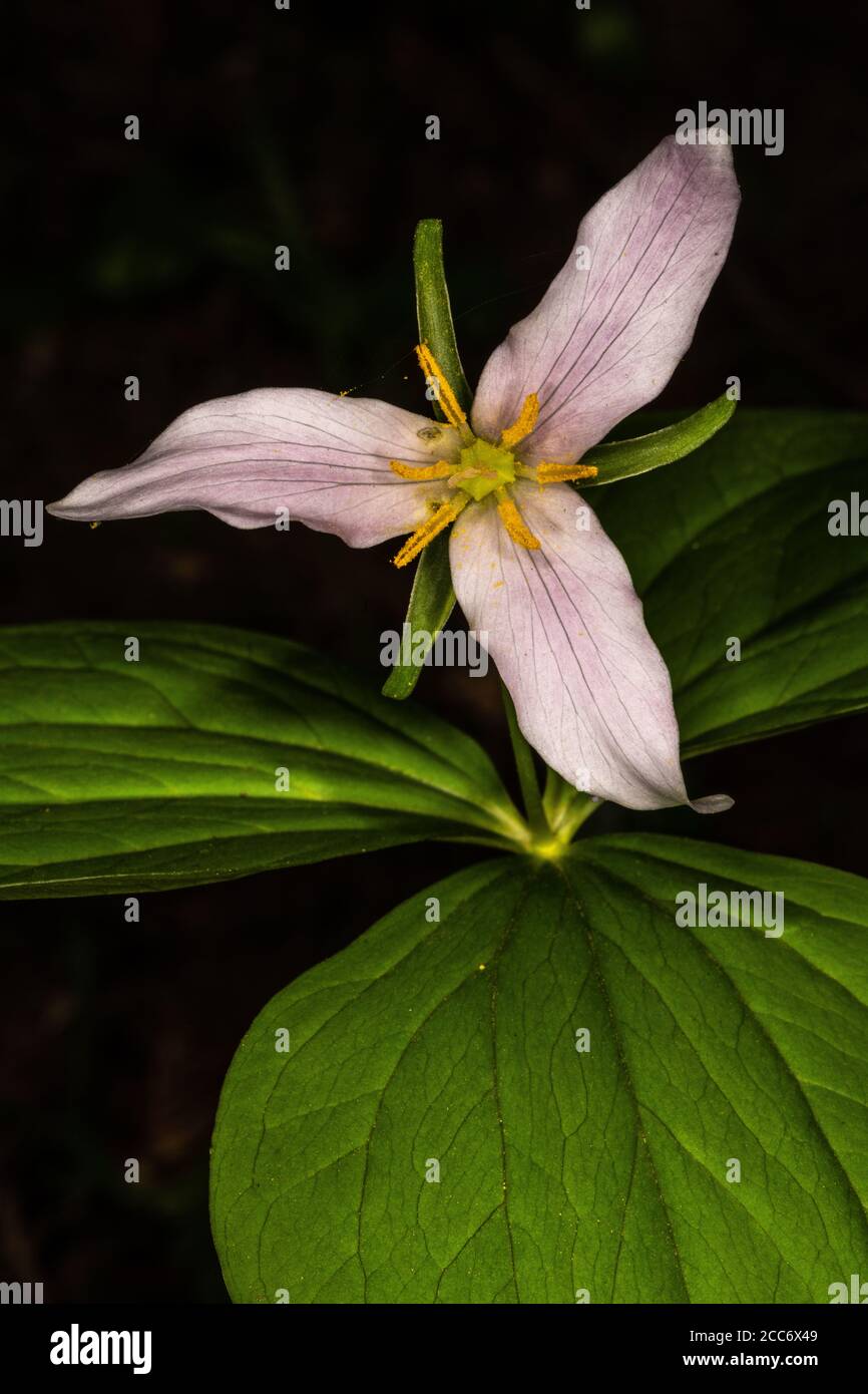 Pacifique, Ouest, Wakerobin occidental ou Trillium blanc (Trillium ovatum) Banque D'Images