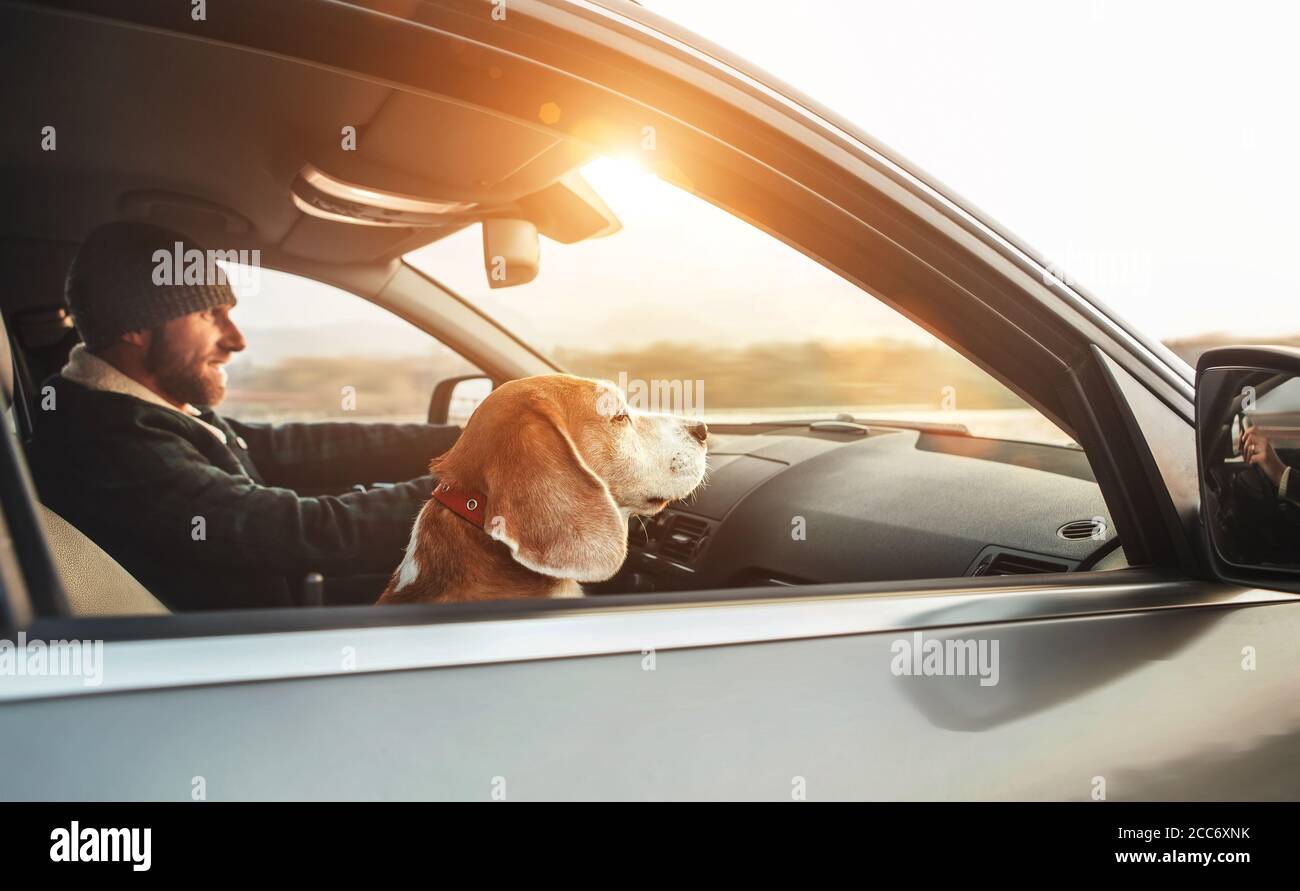 Homme chaleureusement habillé appréciant la voiture moderne conduisant avec son chien beagle assis sur le siège passager co-conducteur. Concept « voyager avec des animaux ». Banque D'Images