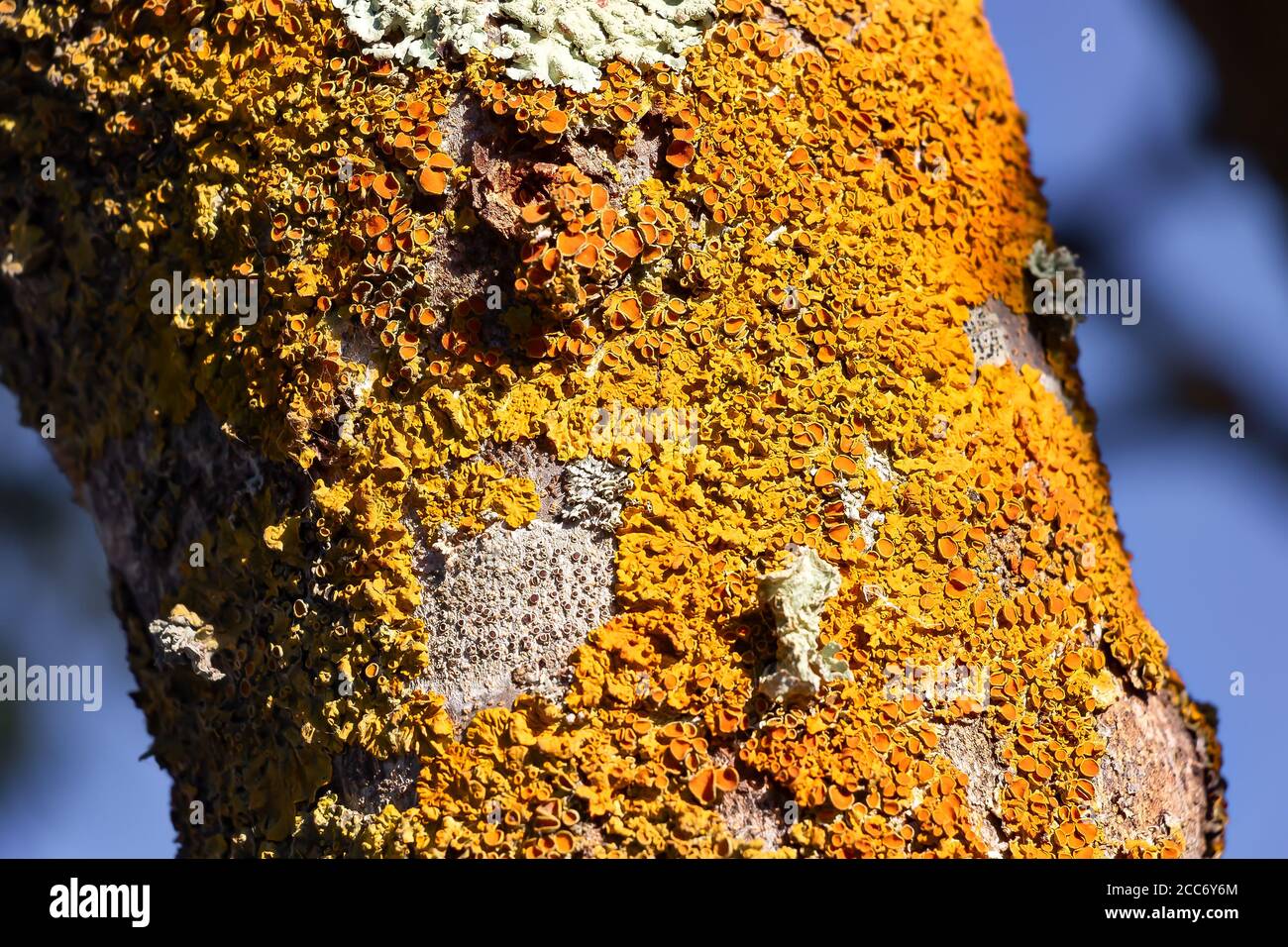 Détail du champignon sur l'écorce d'un arbre. L'écorce des arbres est souvent utilisée pour placer des parasites végétaux, y compris des mousses, des champignons et des lichens. Banque D'Images