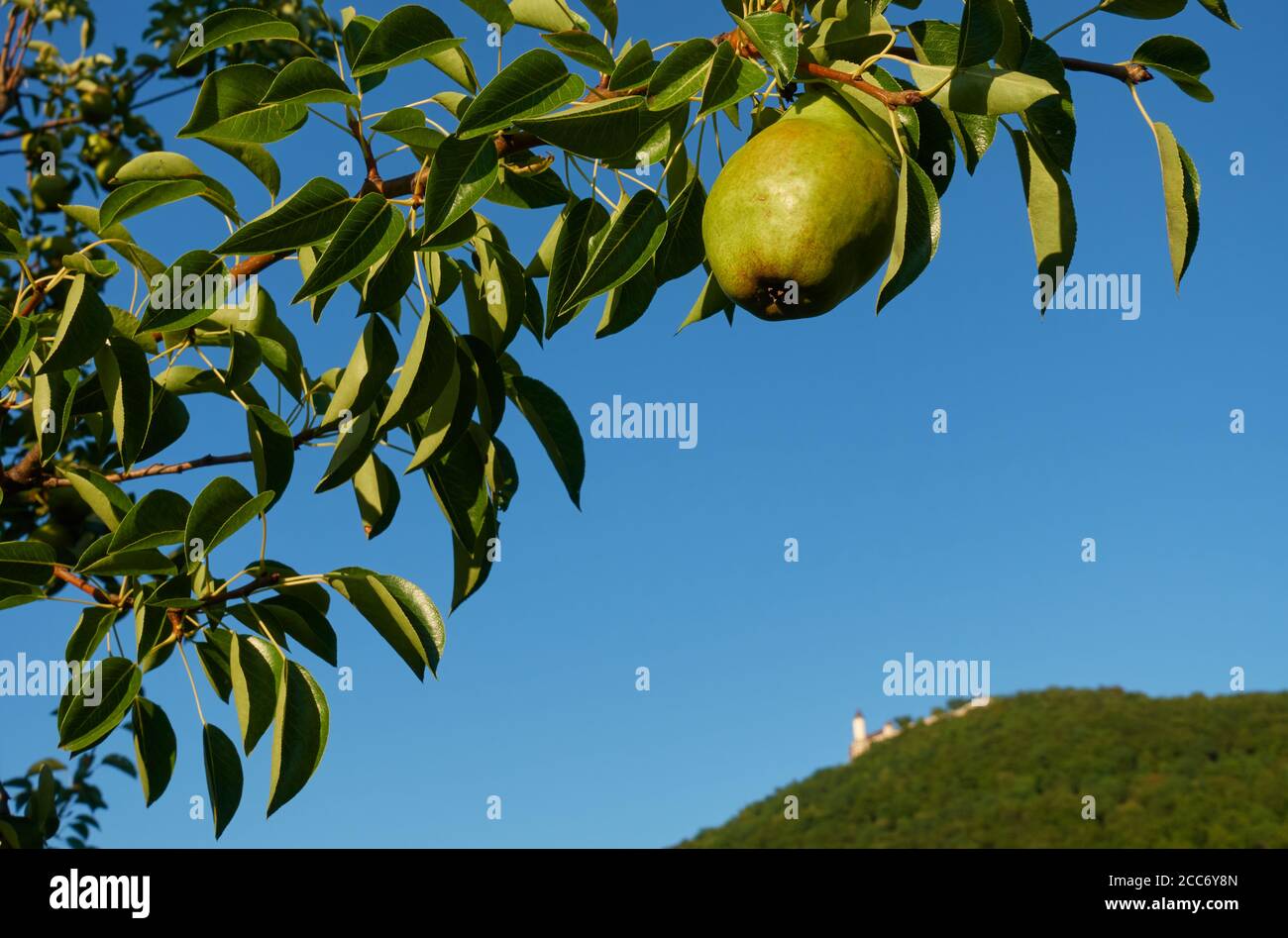 Saumure biologique (Pyrus) et feuilles vertes d'un arbre, ancien château de Teck au sommet d'une colline. Allemagne, Suisse Alb Banque D'Images