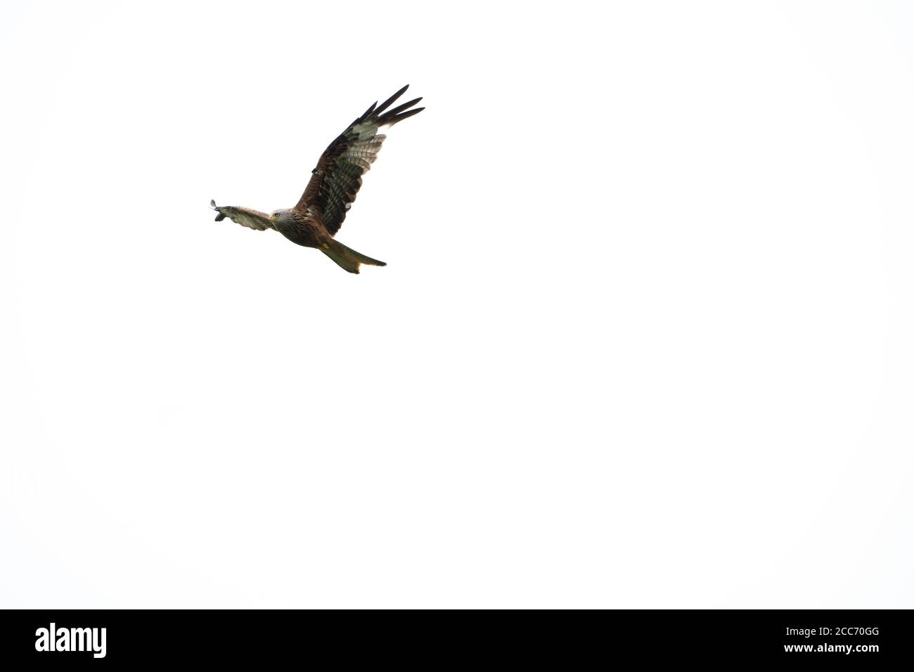 Cerf-volant rouge planant contre le ciel nuageux avec des ailes déployées en large en vol Banque D'Images
