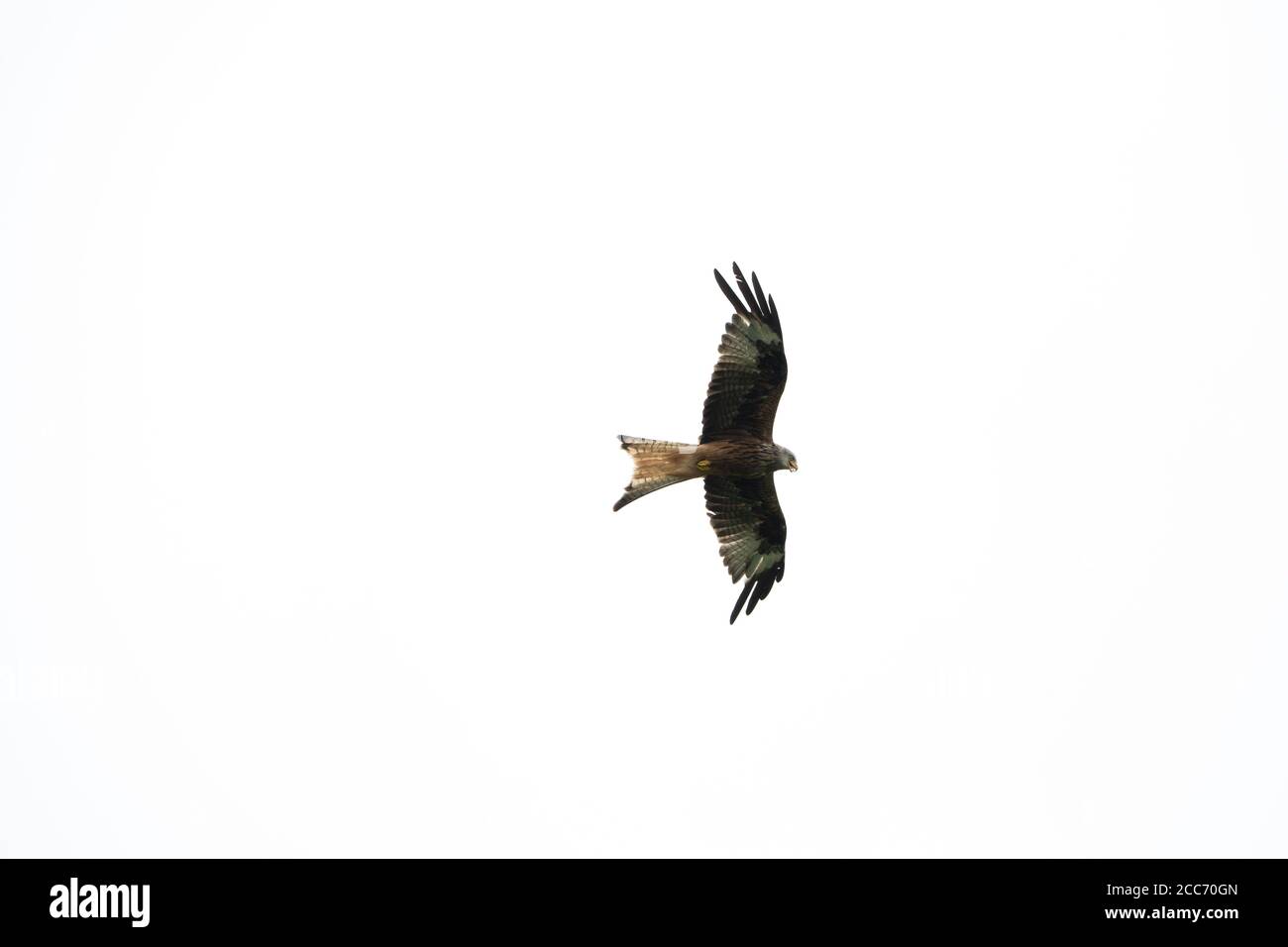 Cerf-volant rouge volant à travers le ciel couvert avec les ailes complètement déployées Banque D'Images