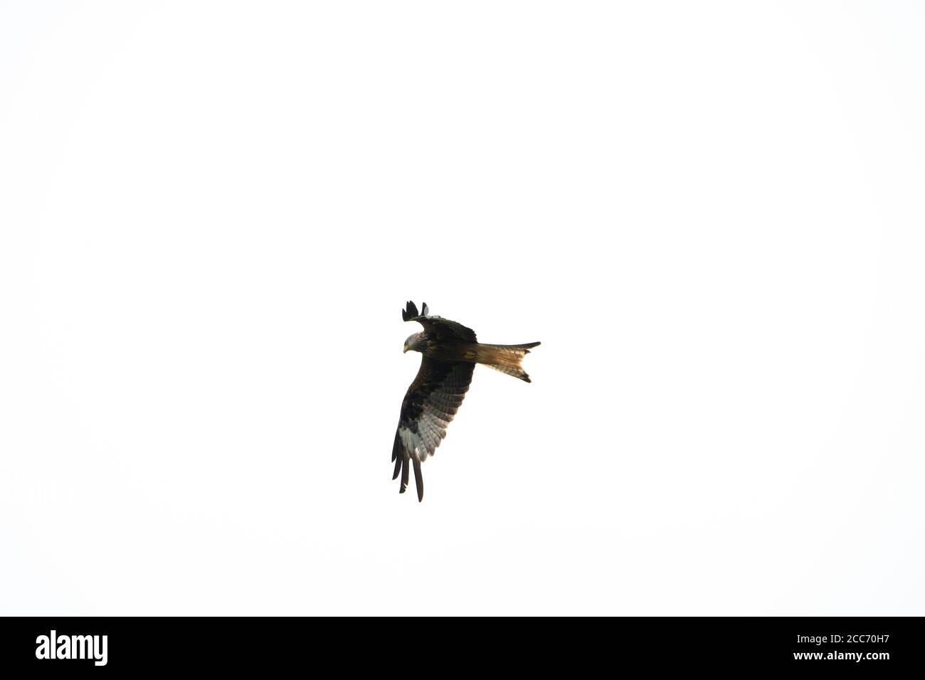 Cerf-volant rouge planant contre le ciel blanc avec les ailes déployées Banque D'Images